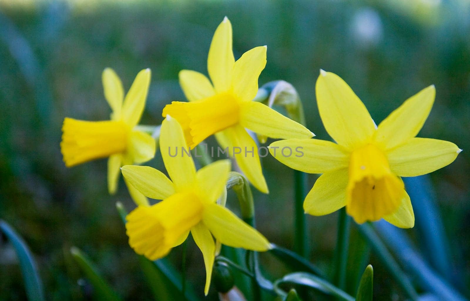 Narcissus