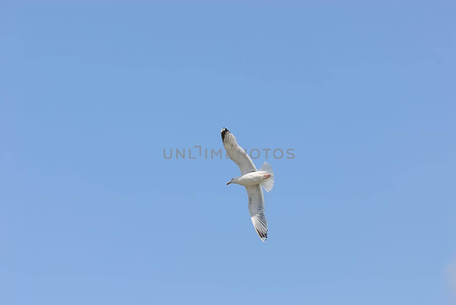 seagulls