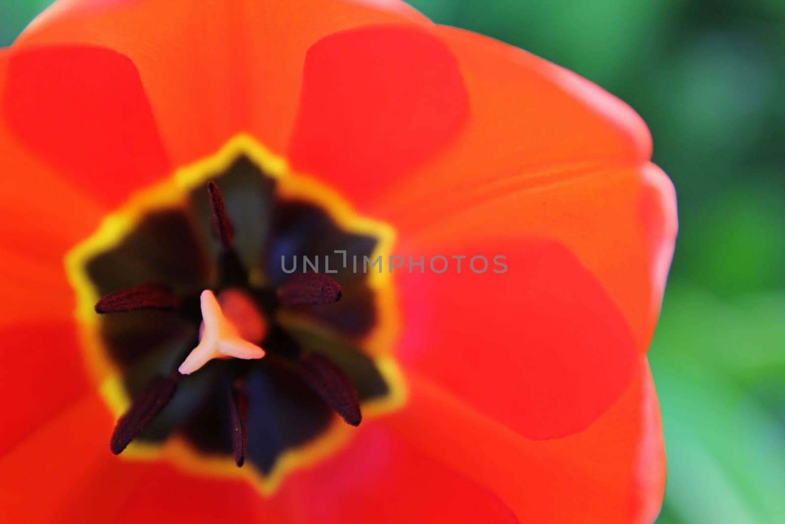 Tulip