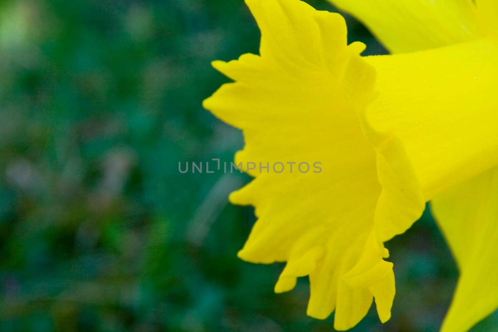 Narcissus