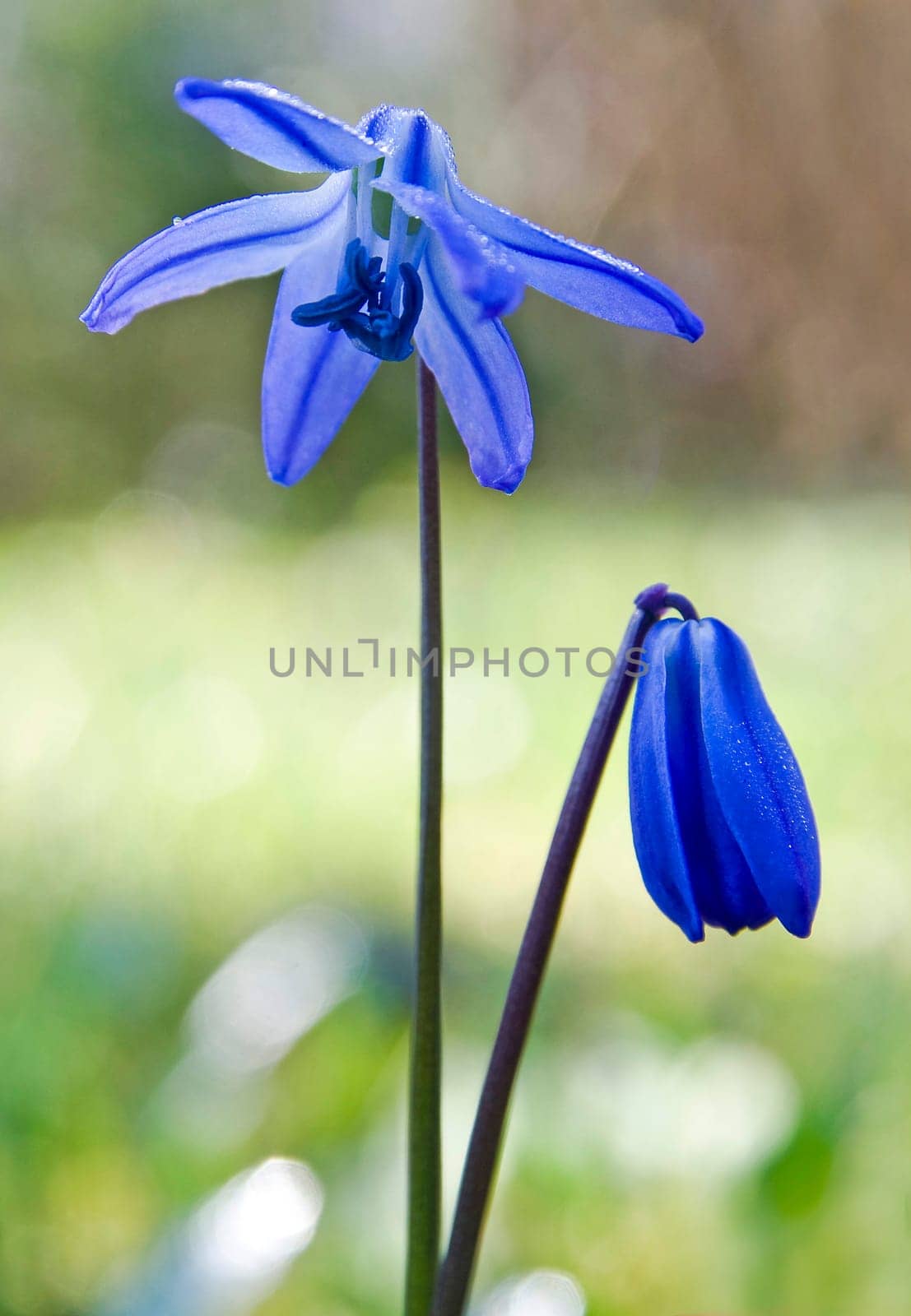 Blue stars