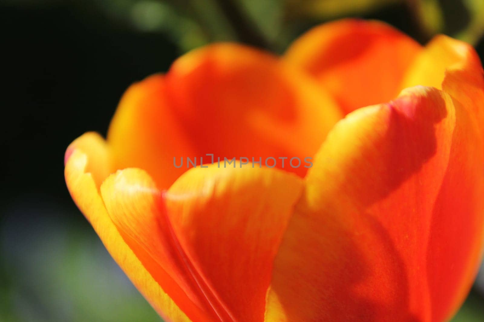 Tulip