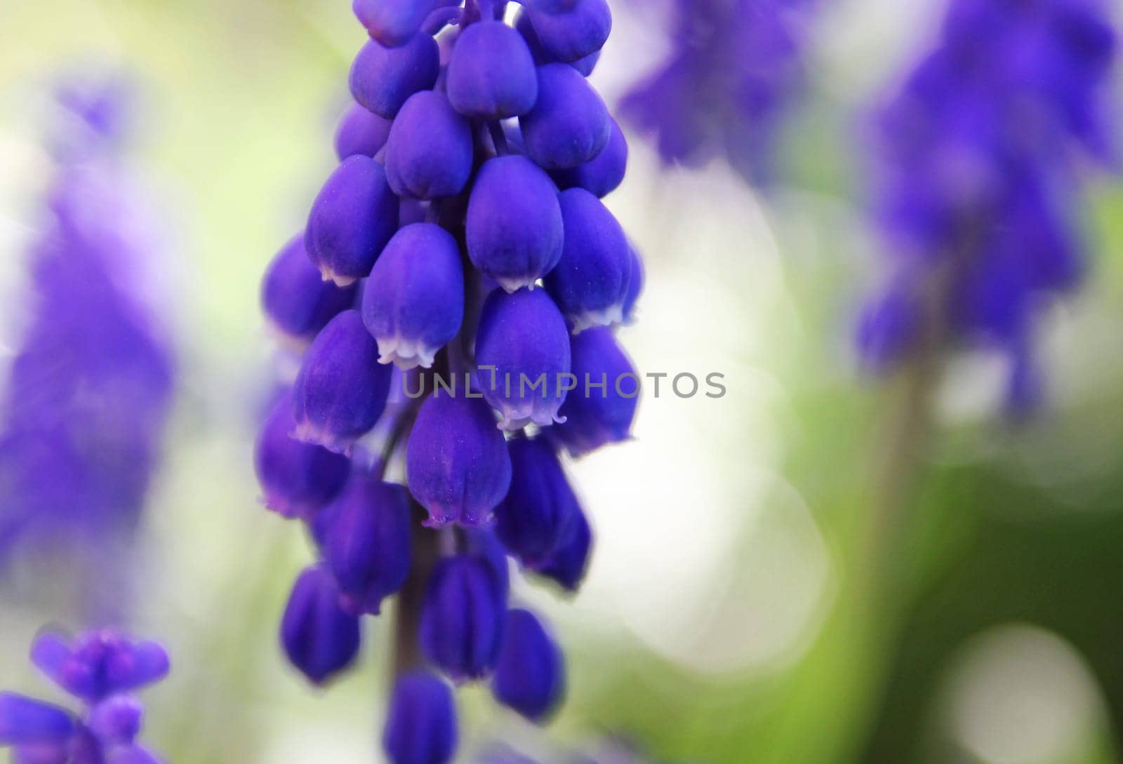 Grape hyacinth