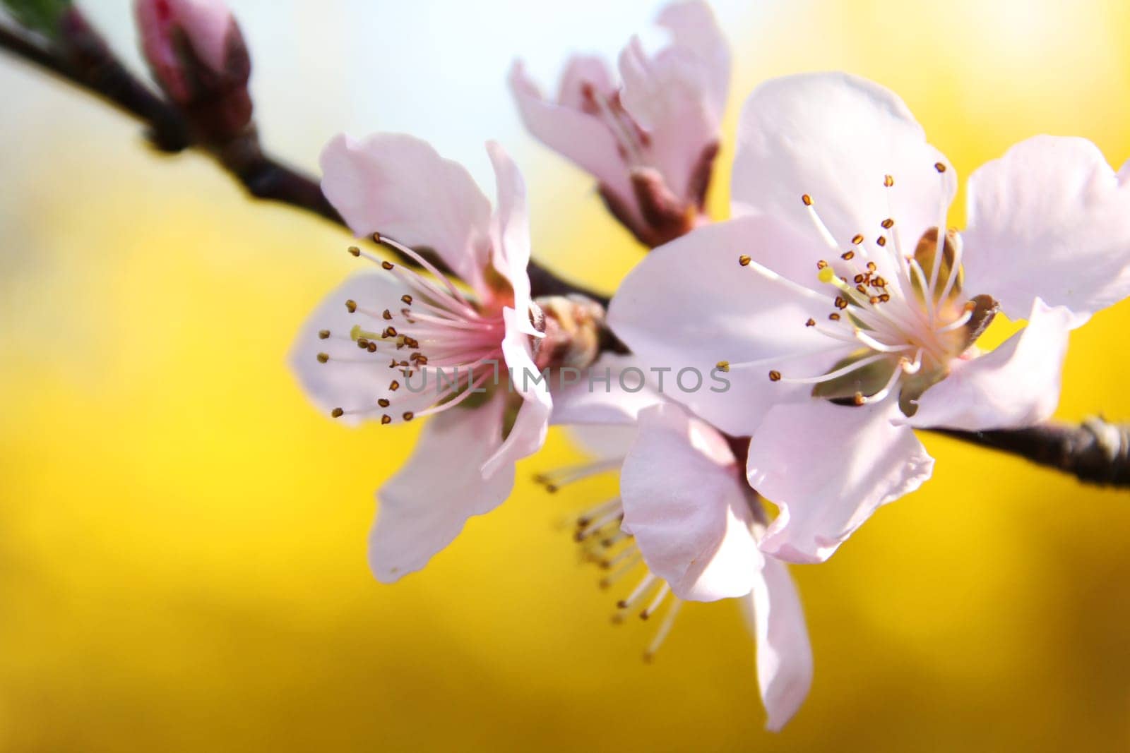 Peach Tree Blossom