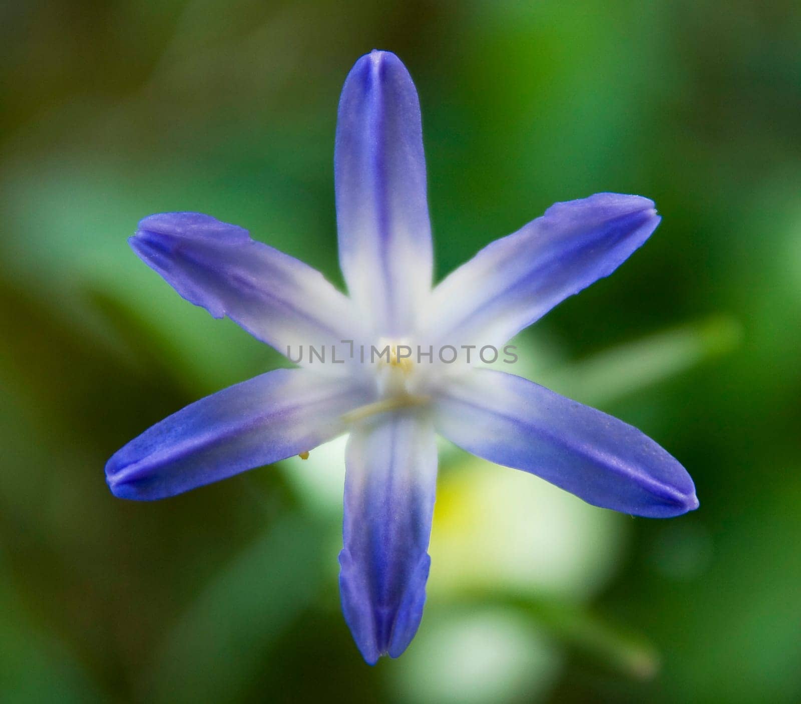 Blue stars