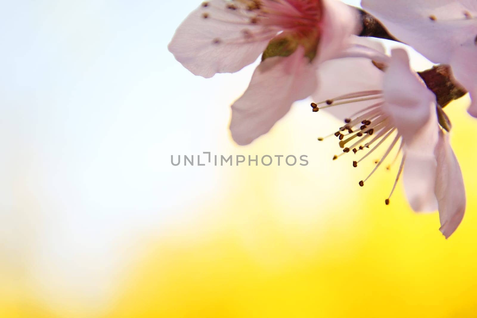 Peach Tree Blossom