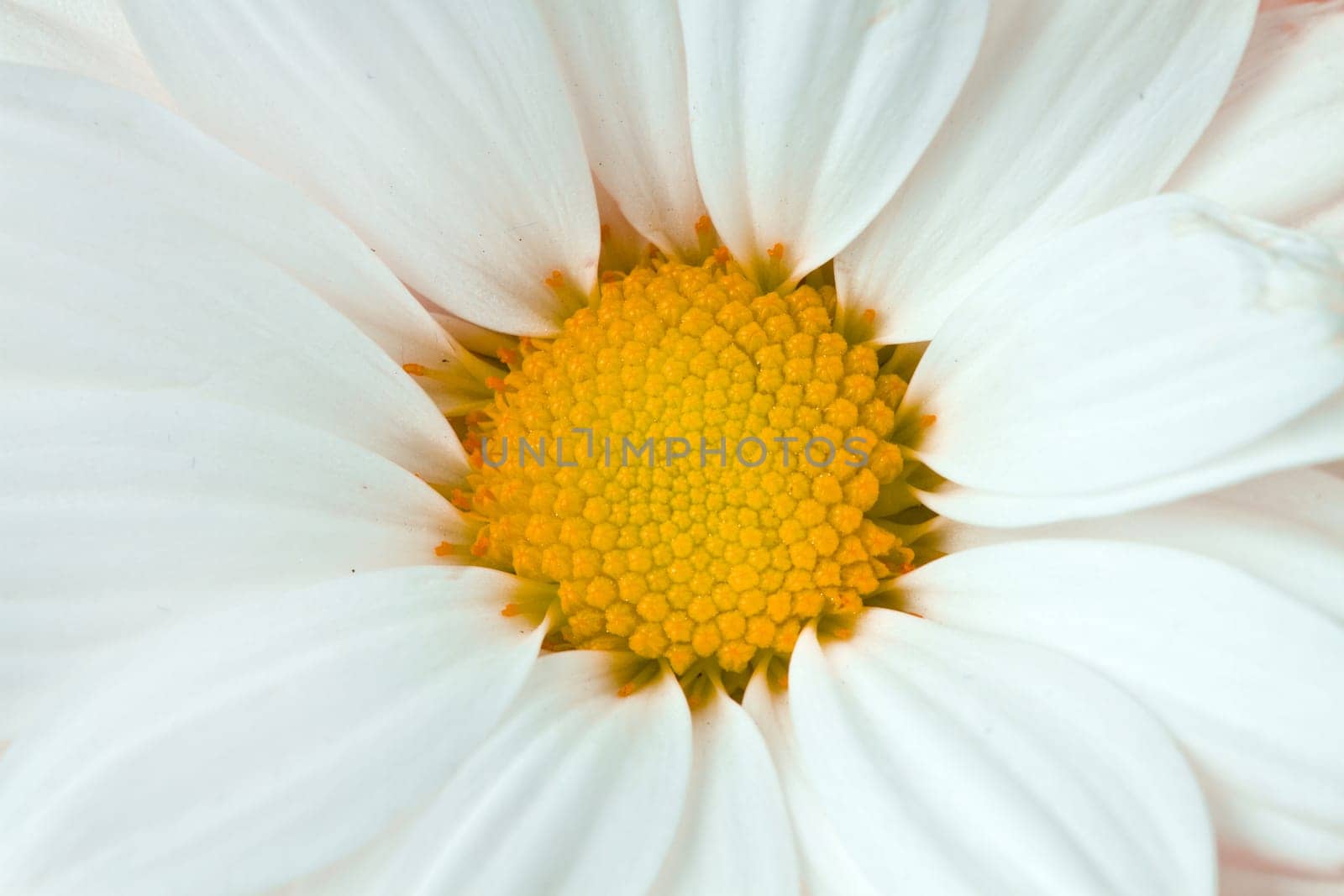 white daisy and yellow sunflower