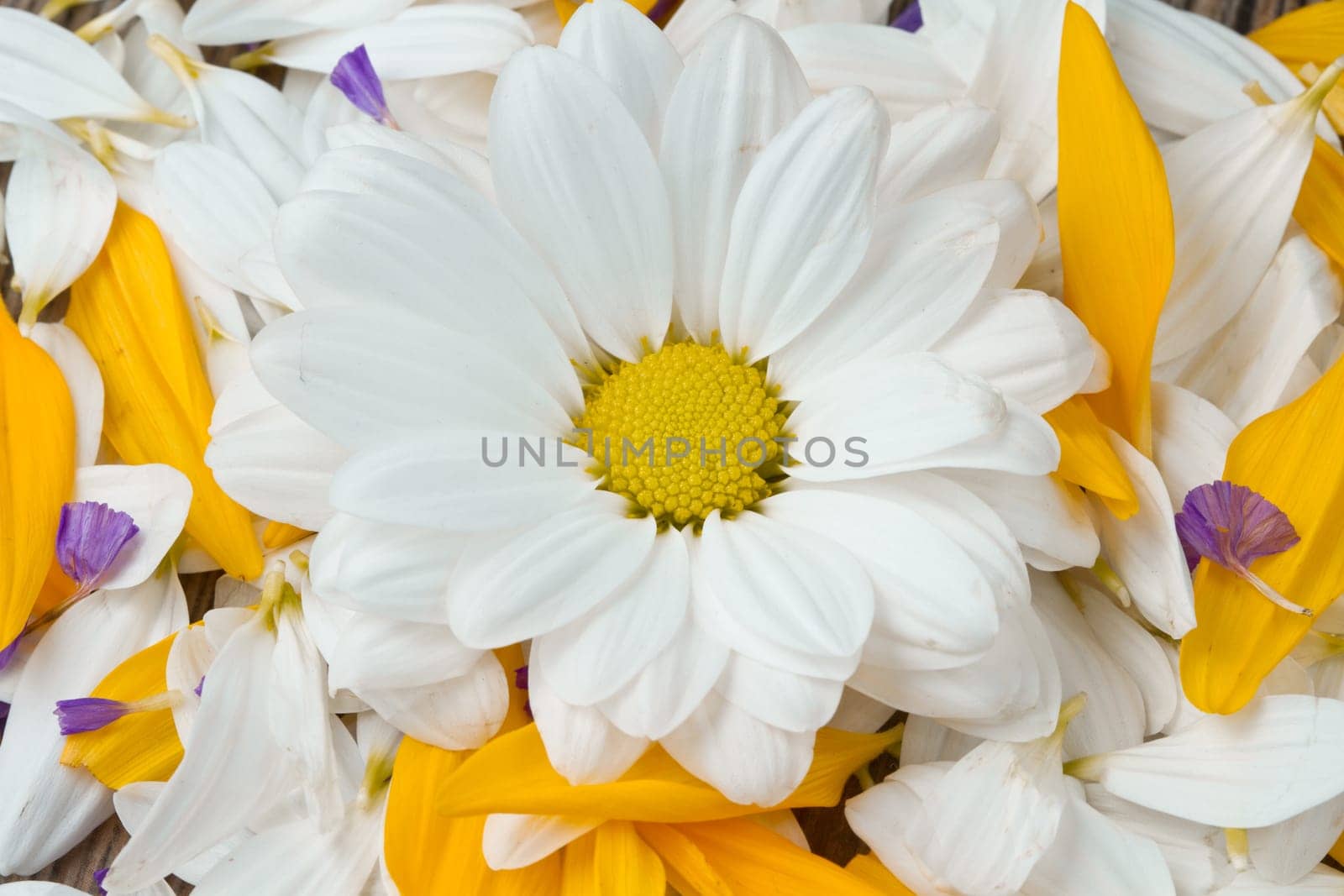 white daisy and yellow sunflower