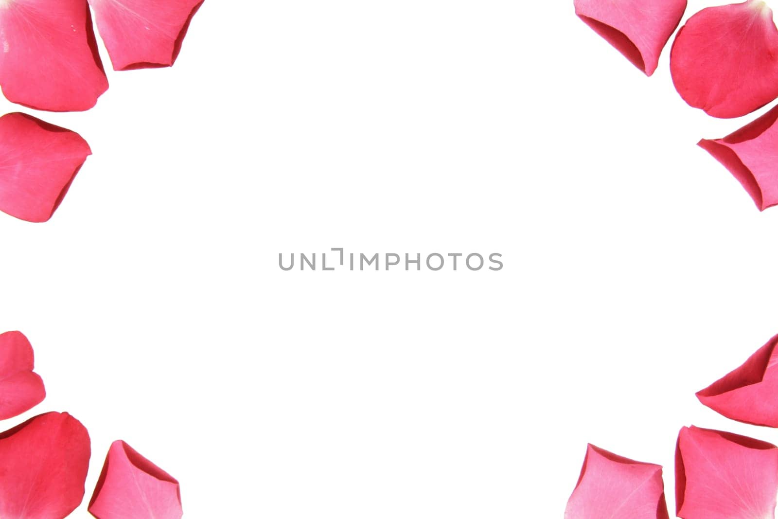 Flower frame