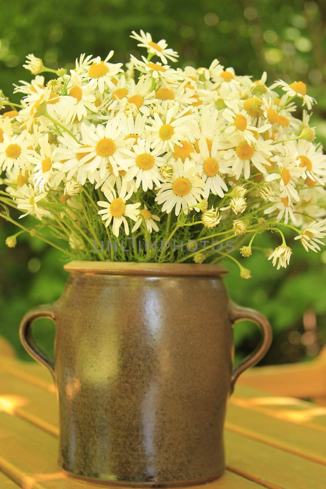 Odorless beach chamomile as decoration in clay pot