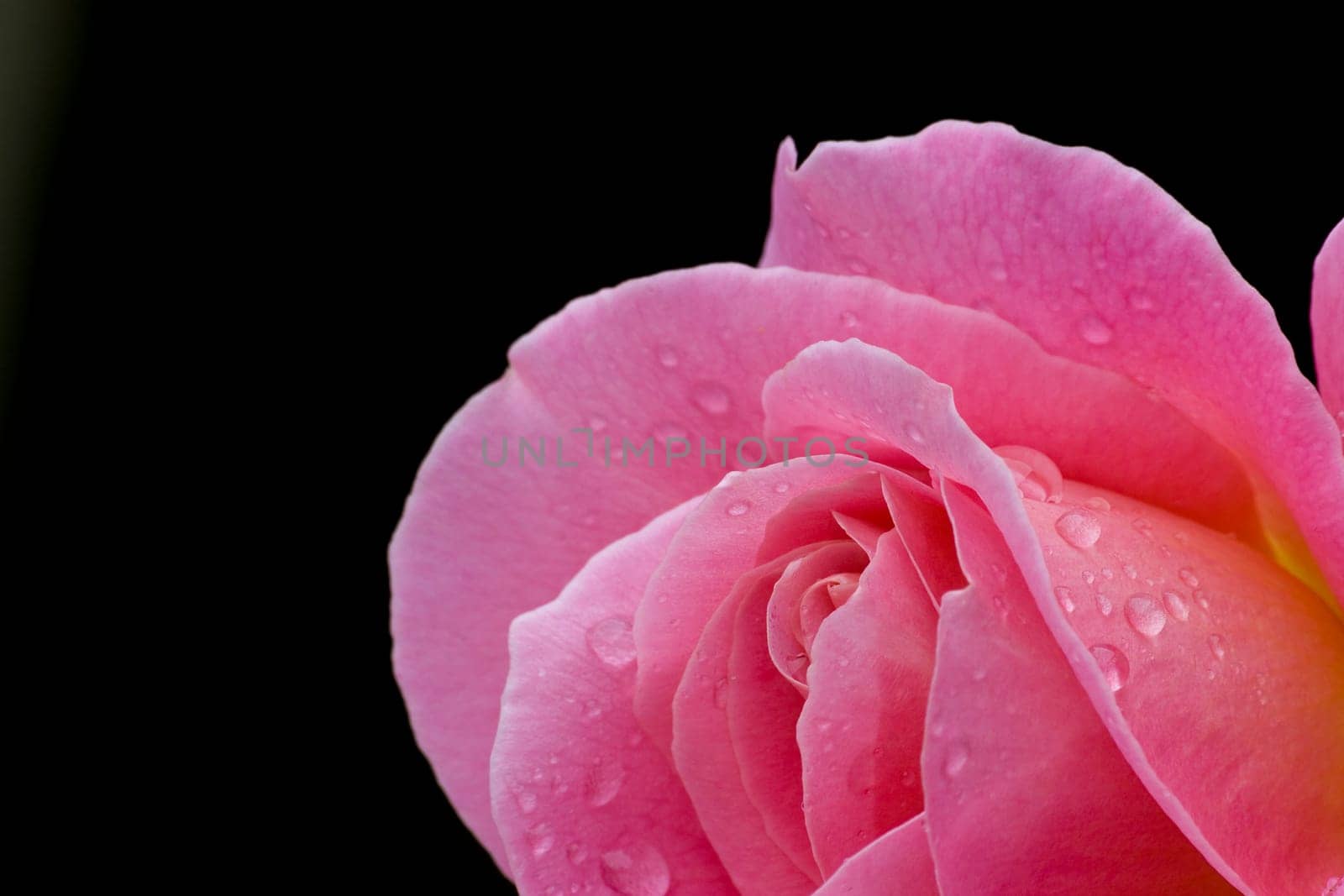 rose without hip without rosehip