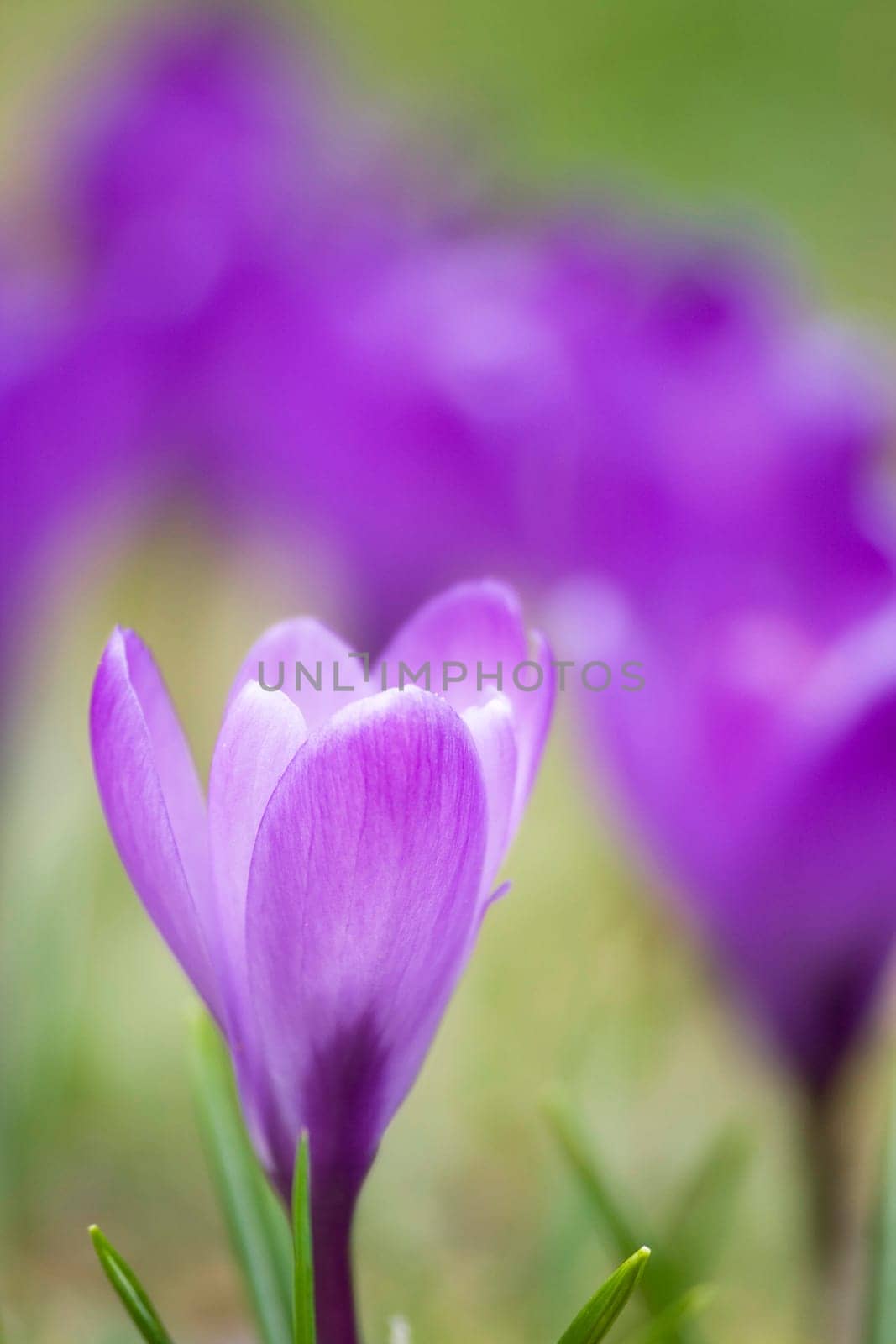 crocus