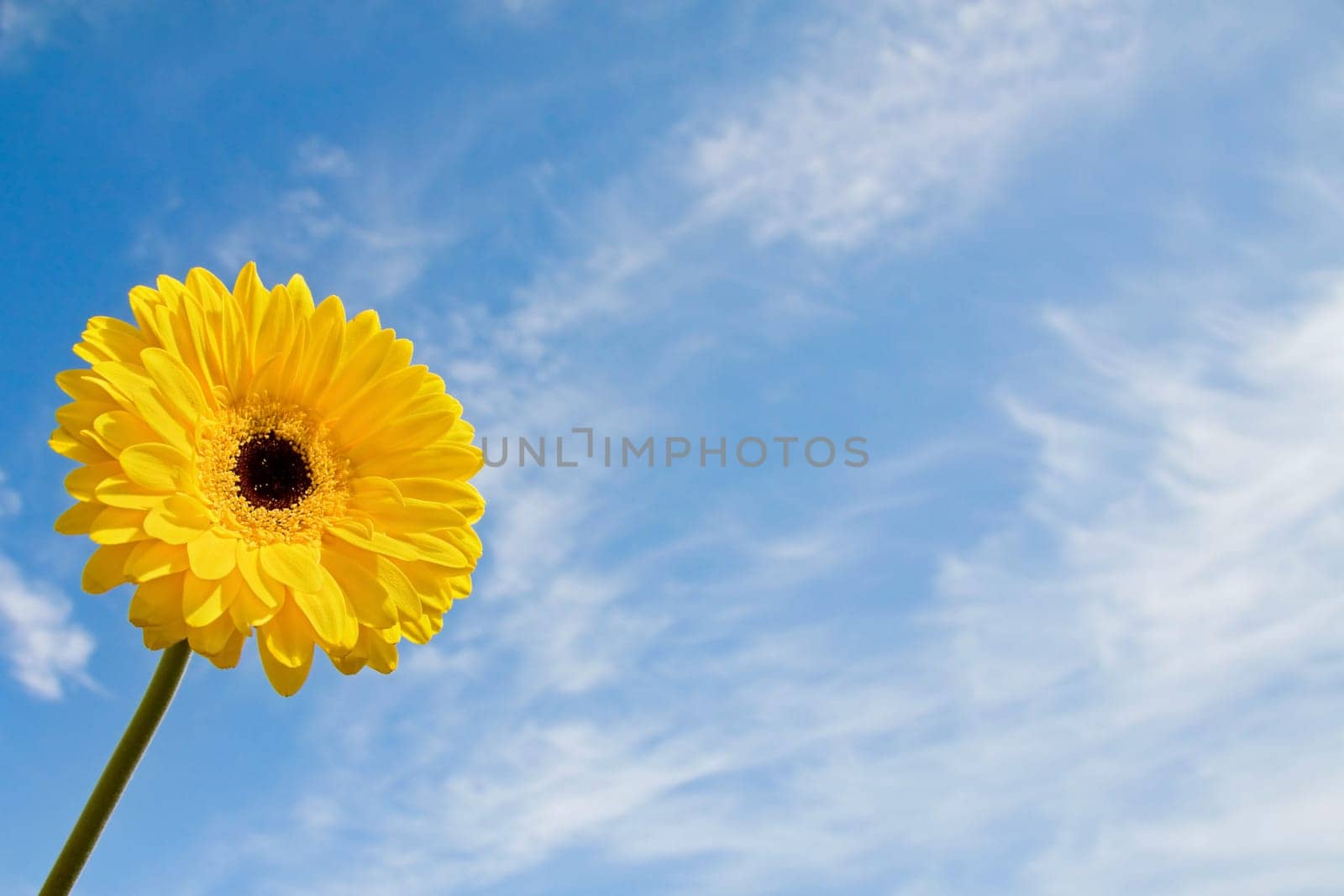 Beautiful summer time with yellow gerbera daisy over blue sky. With room for your text.