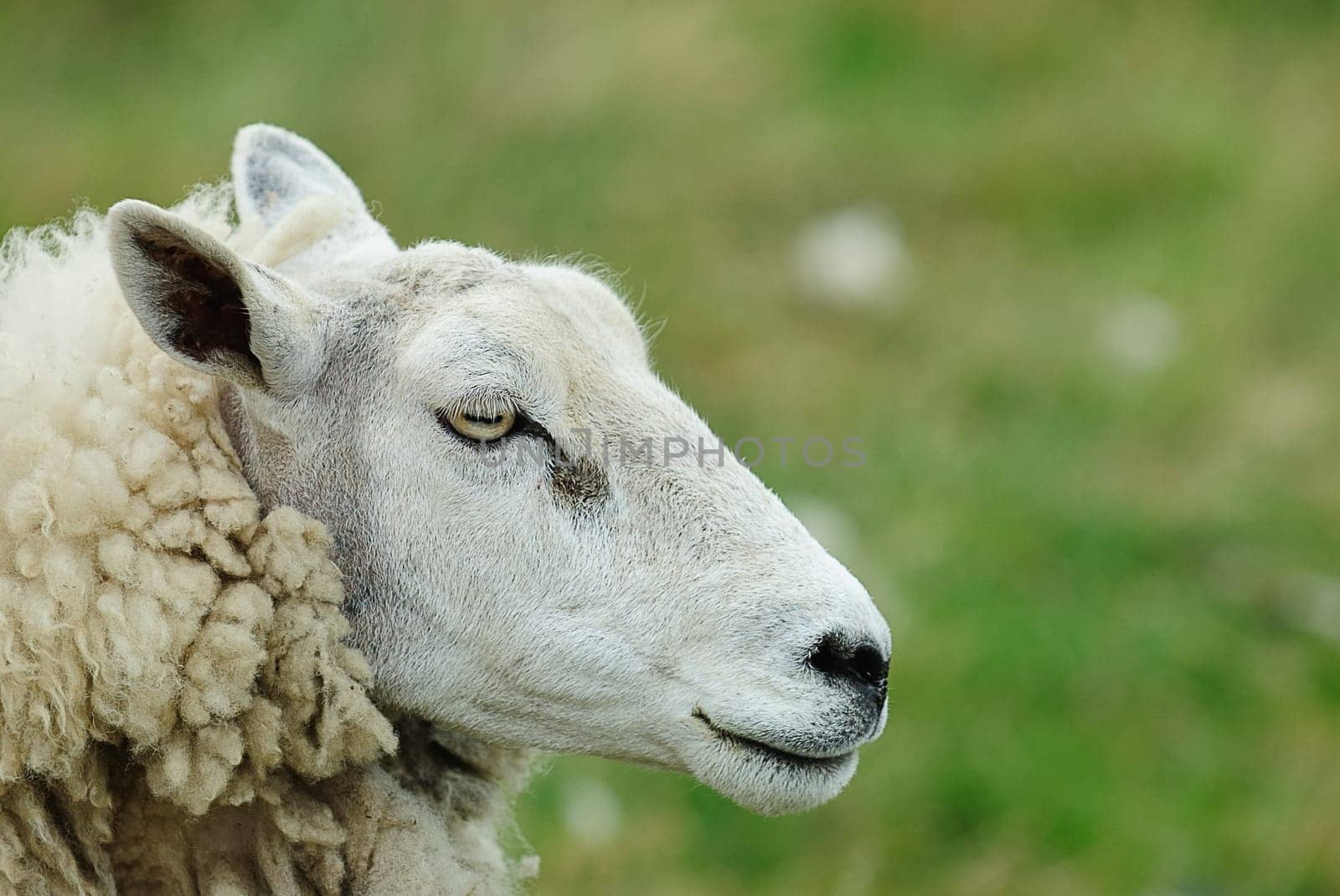 Dairy sheep