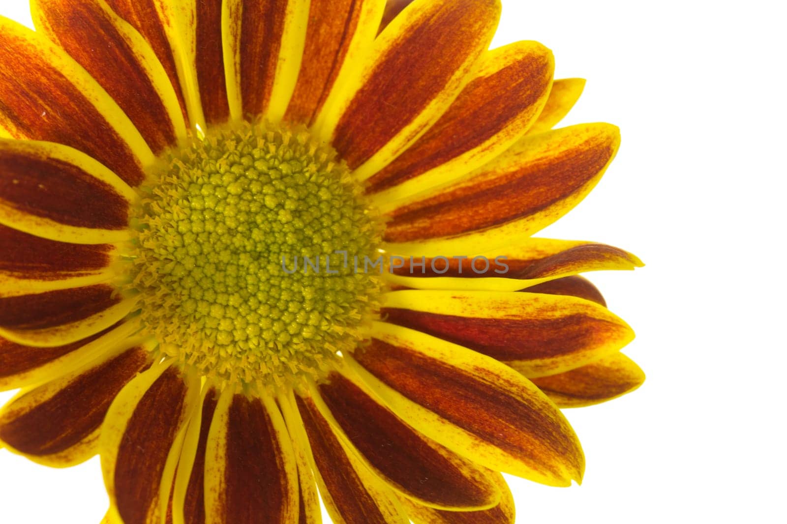 Chrysanthemum ,isolated ,background