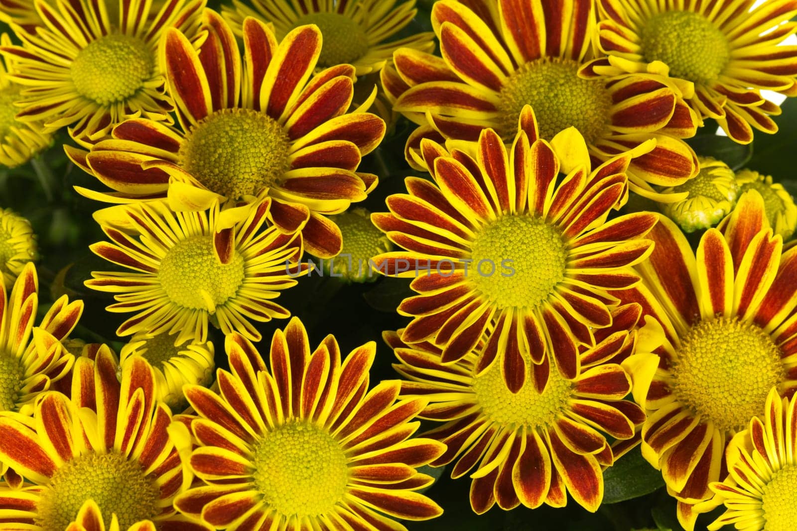 Chrysanthemum ,Background