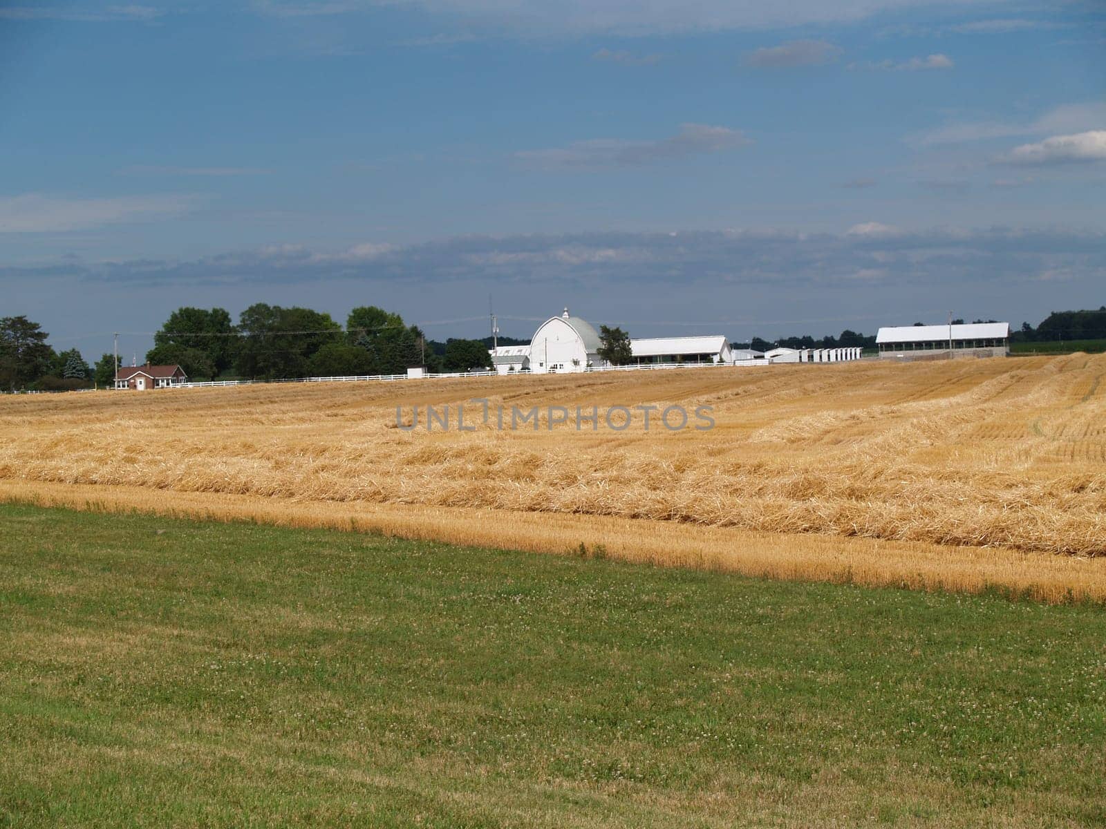 Freshly cut wheat straw piled in rows ready to bale with farm buildings behind it.