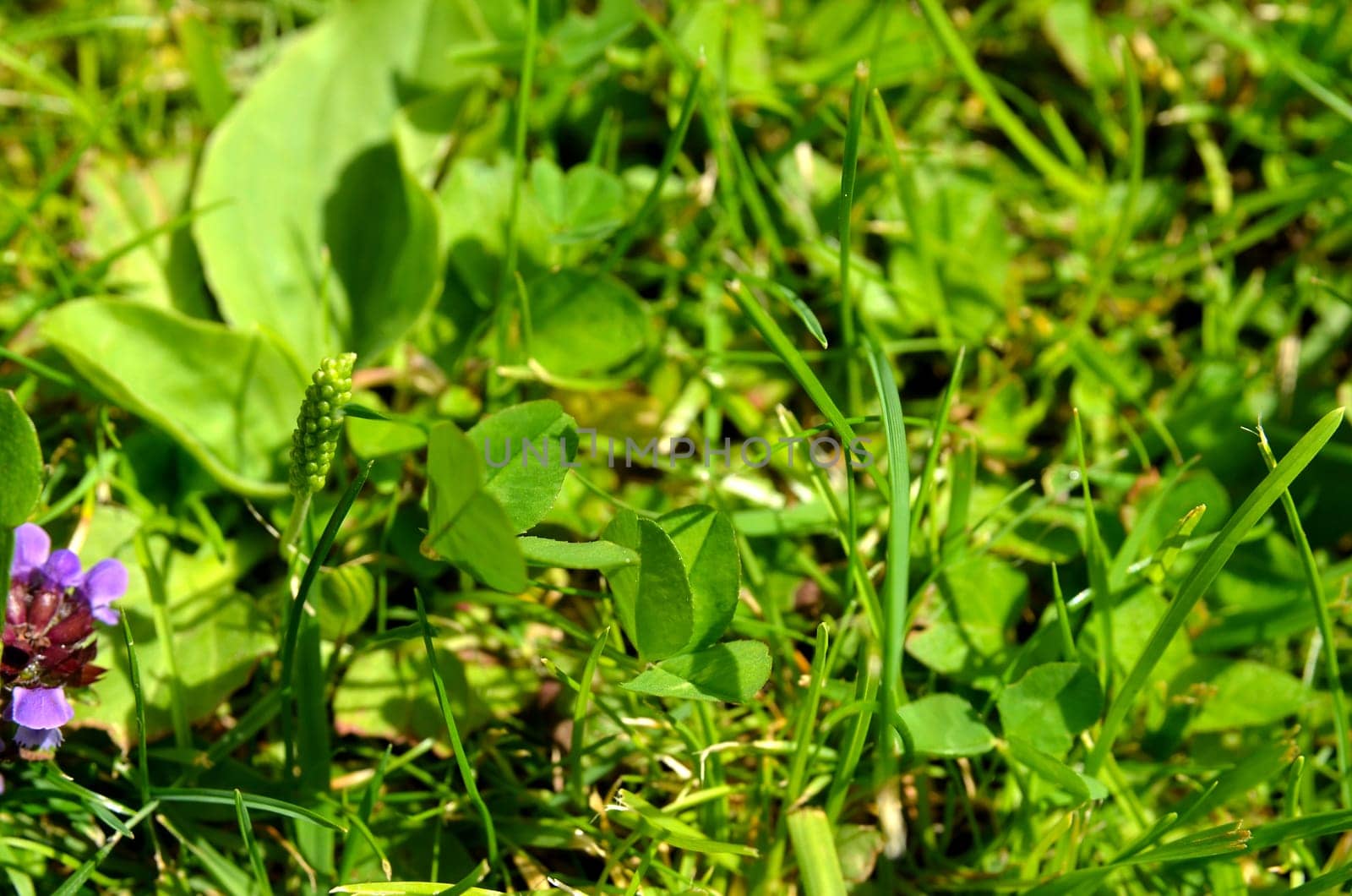 Meadow Herb Grass