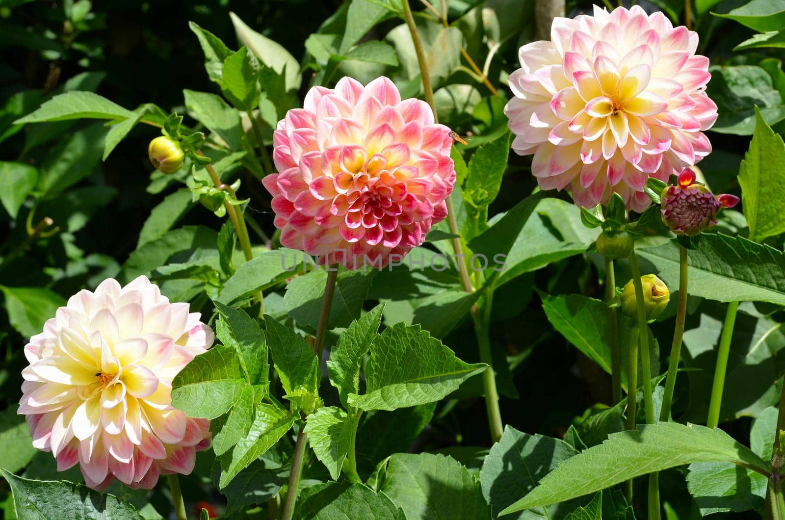 Pink Dahlias Flowers