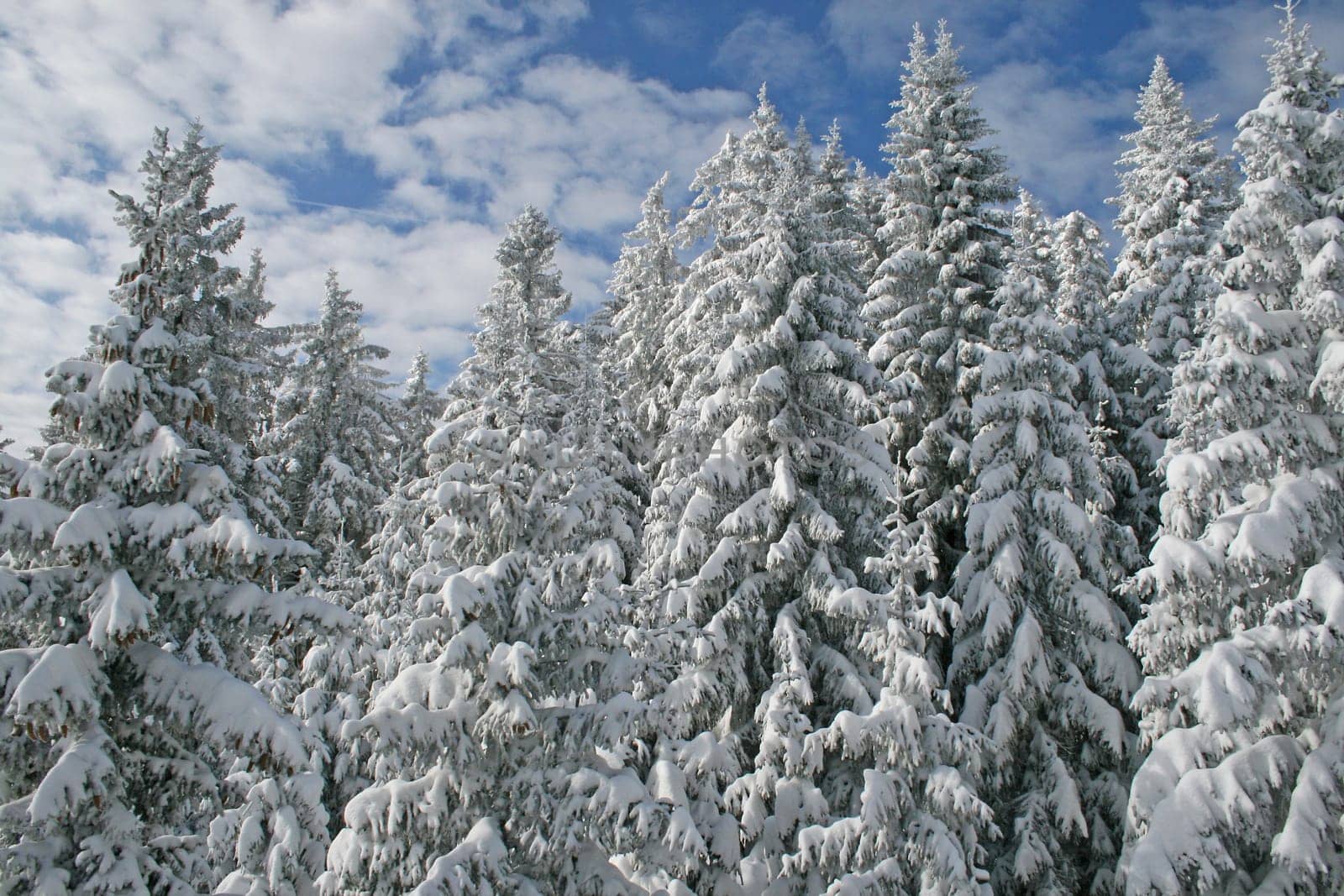 Snow in the Alps