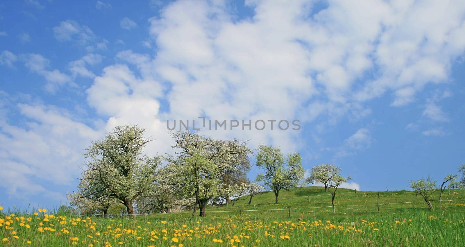 orchard meadow