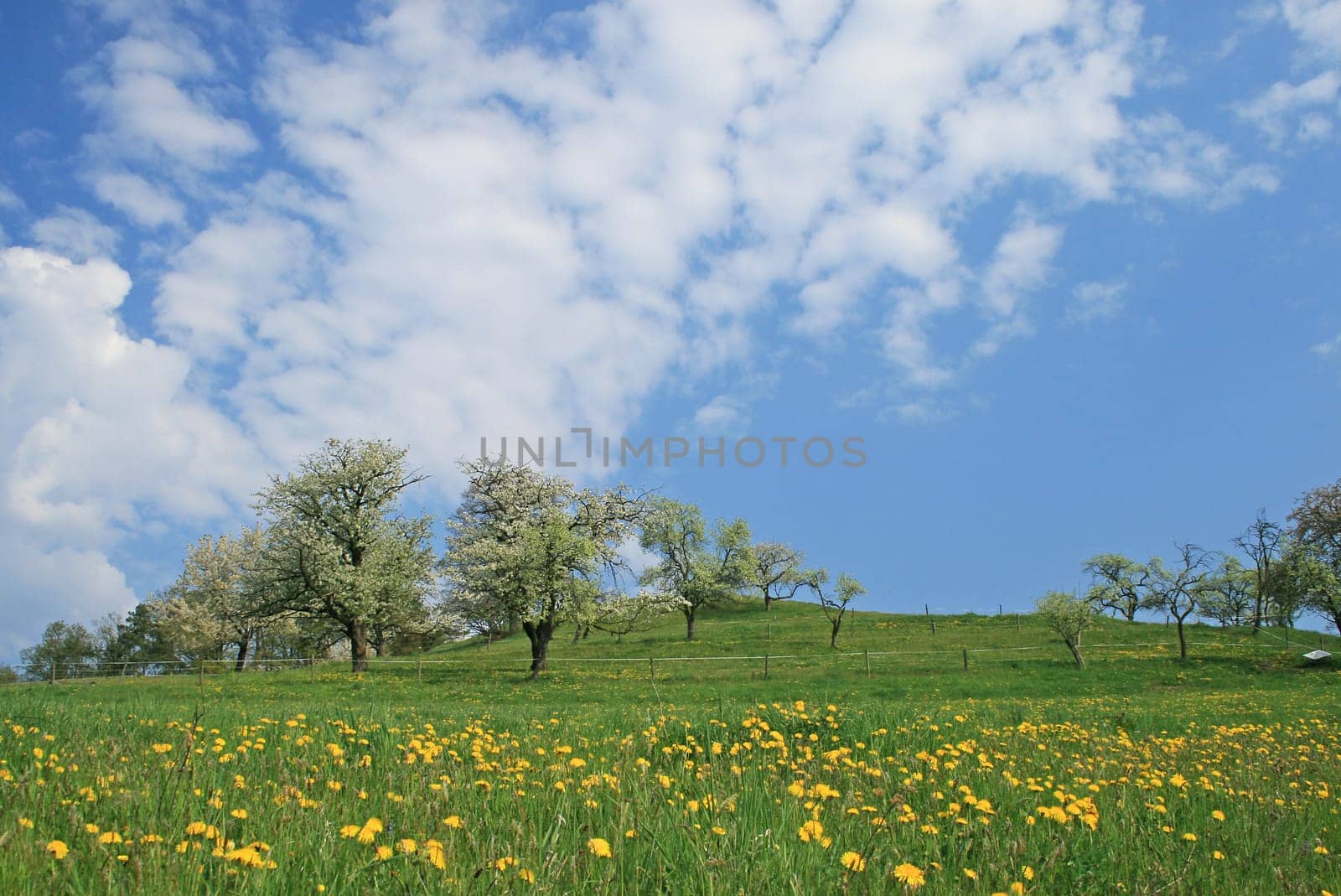 orchard meadow