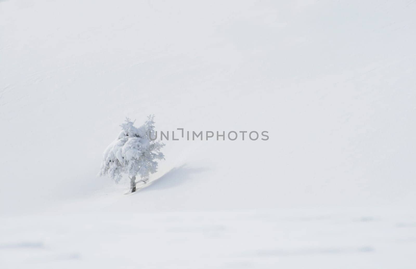 Snow in the Alps