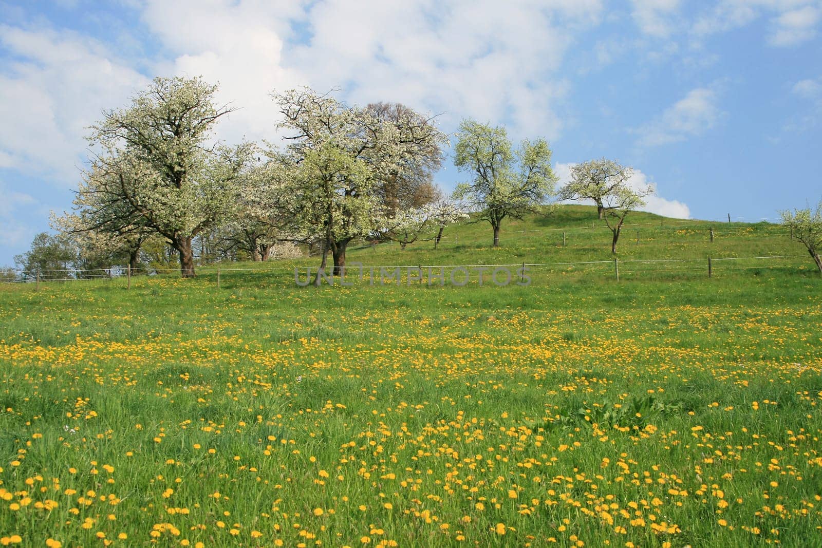 orchard meadow