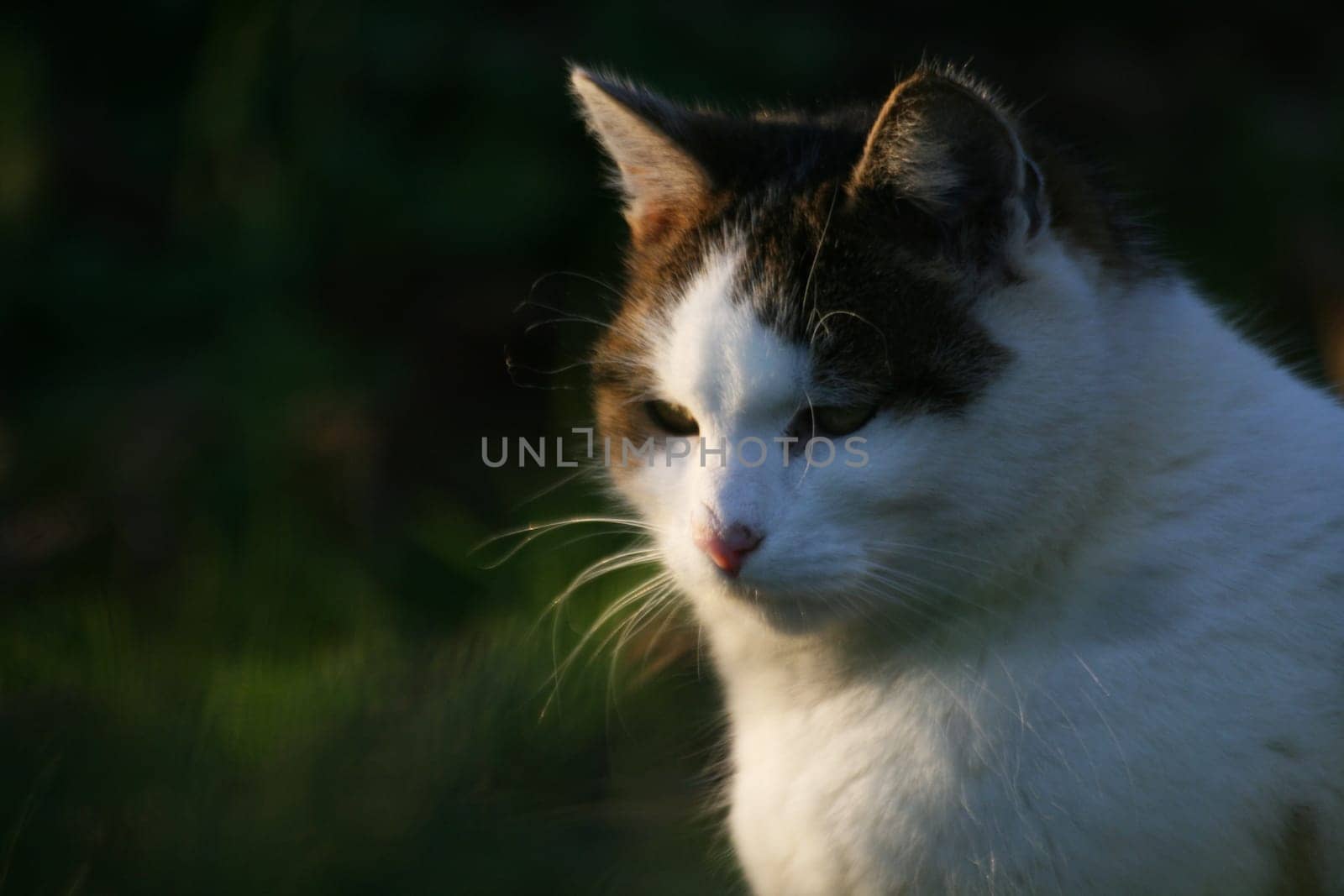(cat animal) without big