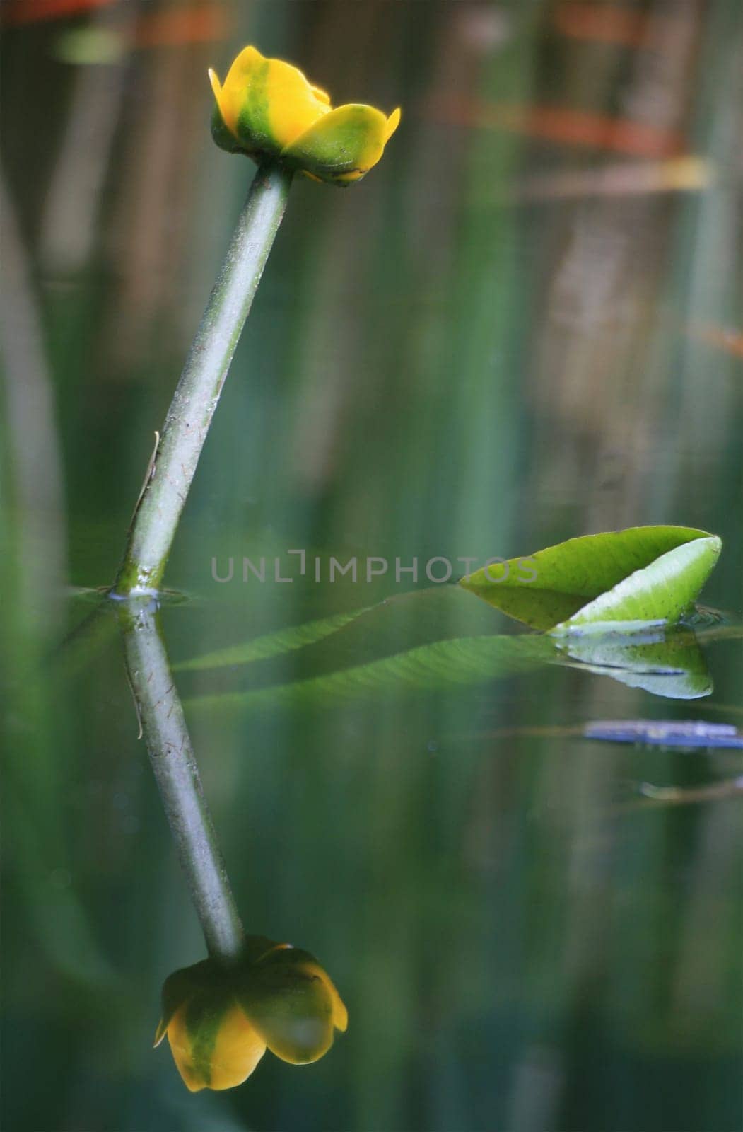 yellow water lily