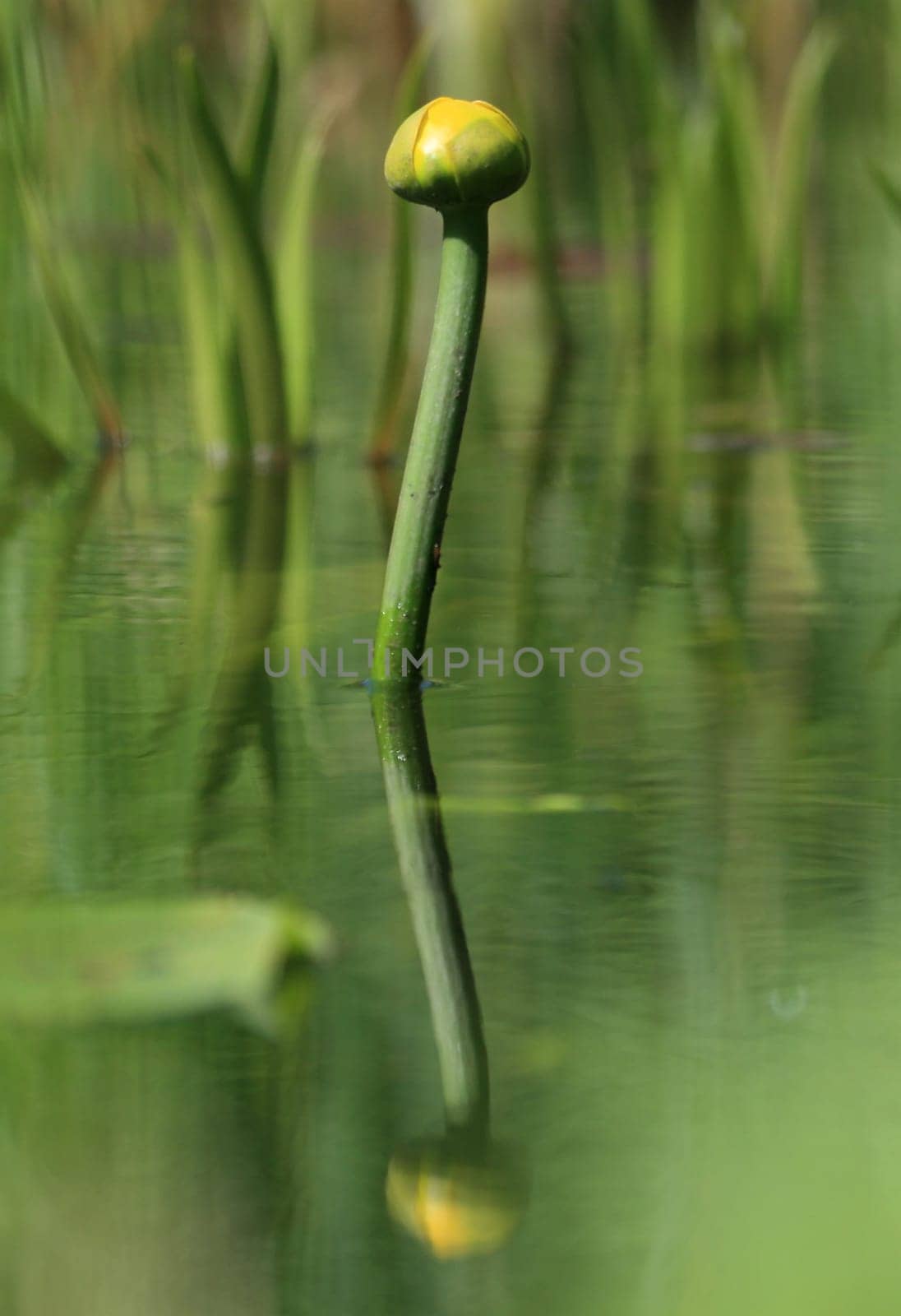 yellow water lily