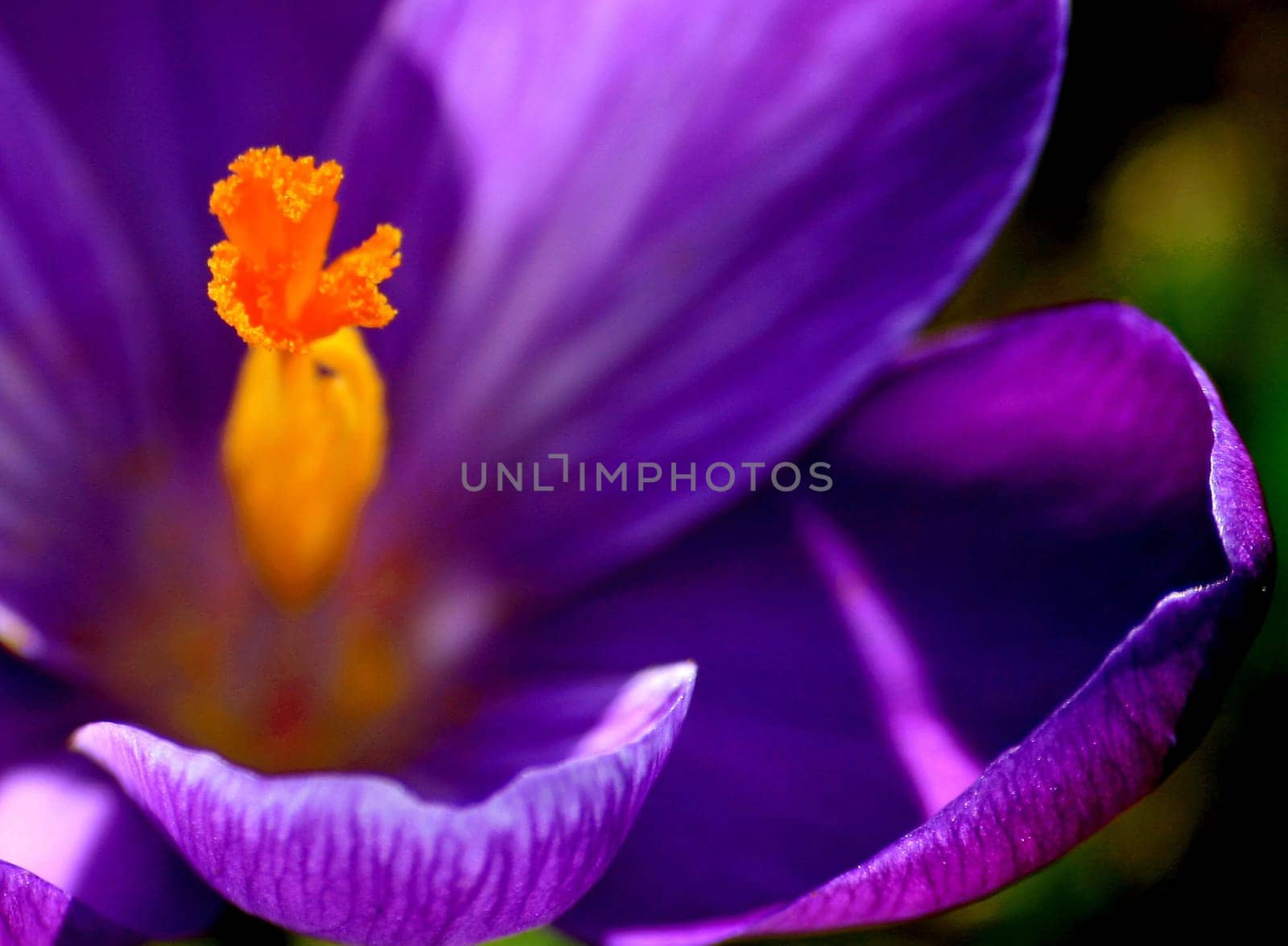 Crocus
