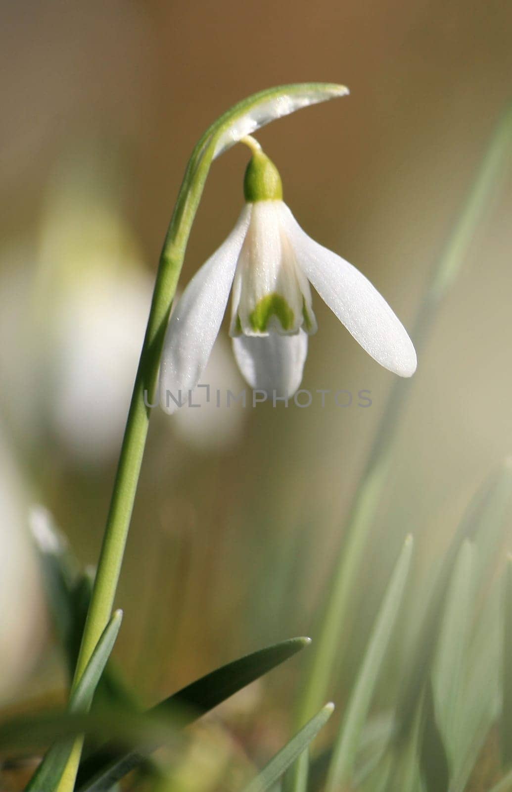 Snowdrop