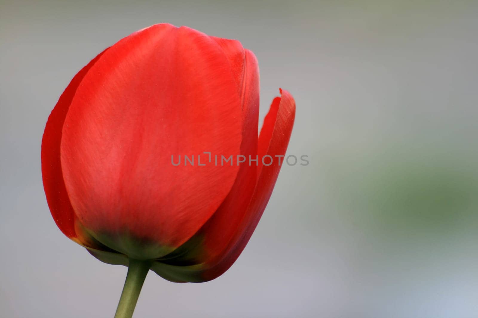Tulip