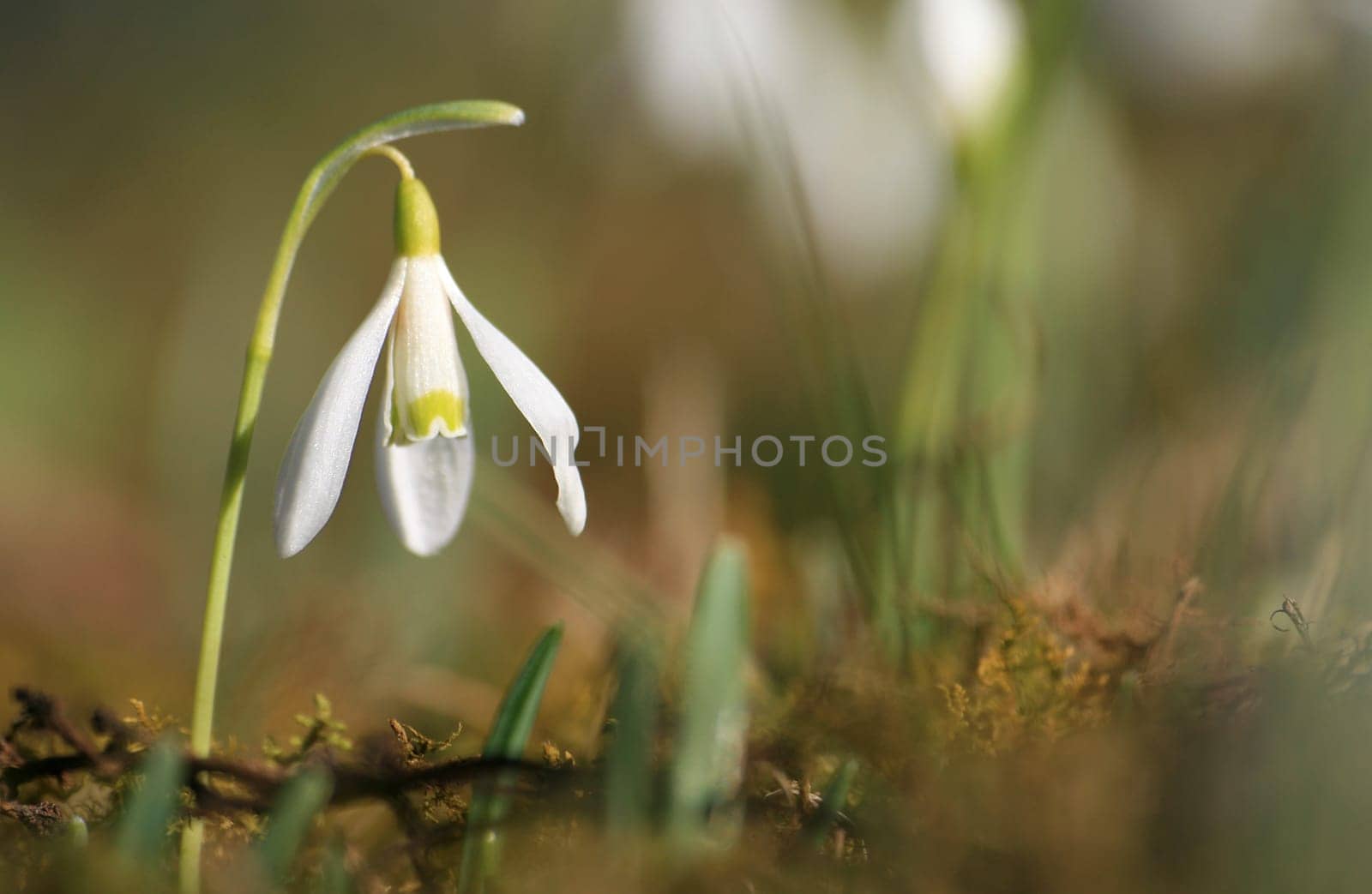 Snowdrop