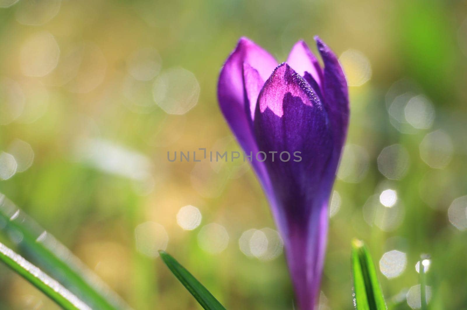 Crocus