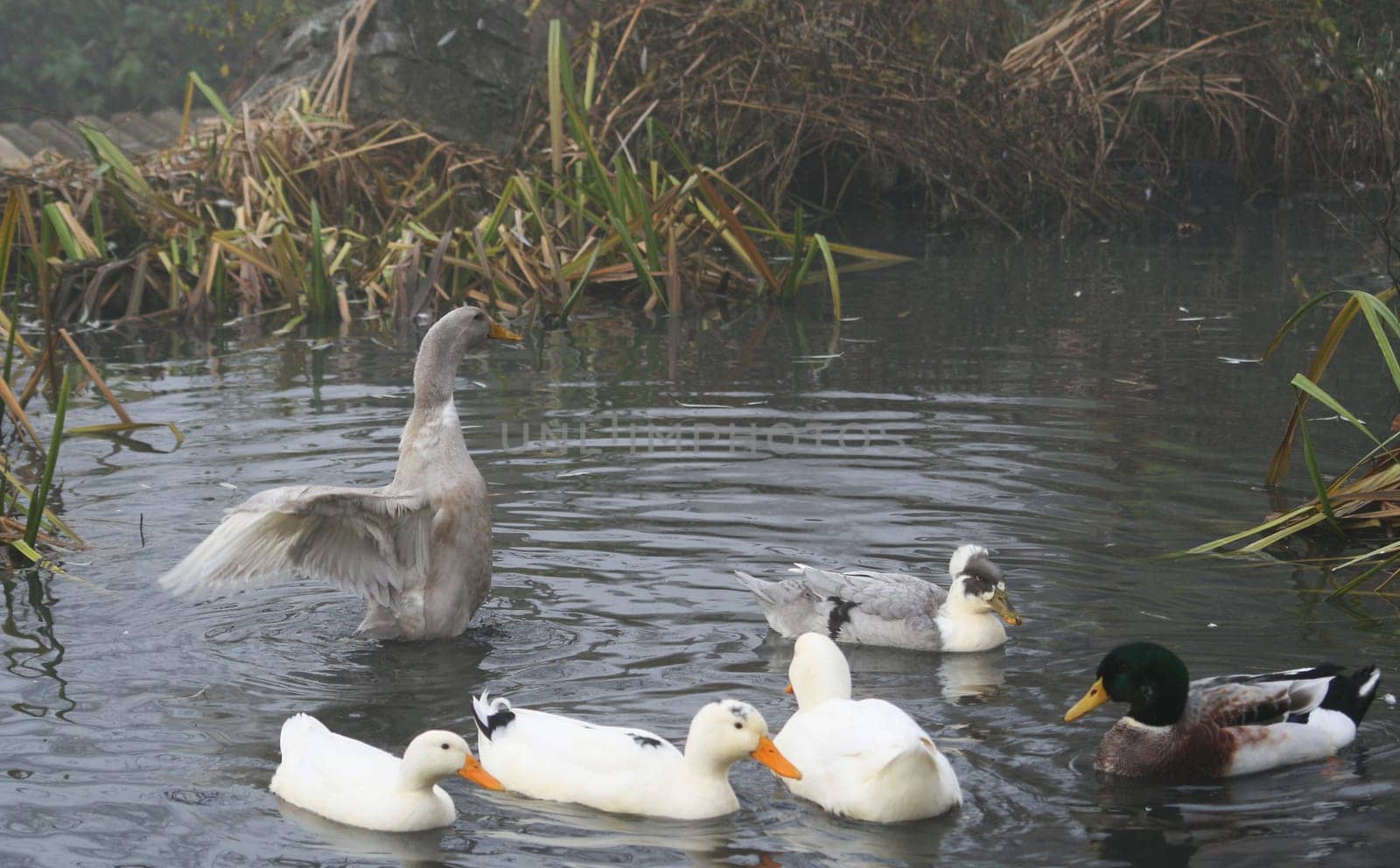 Ducks in the water