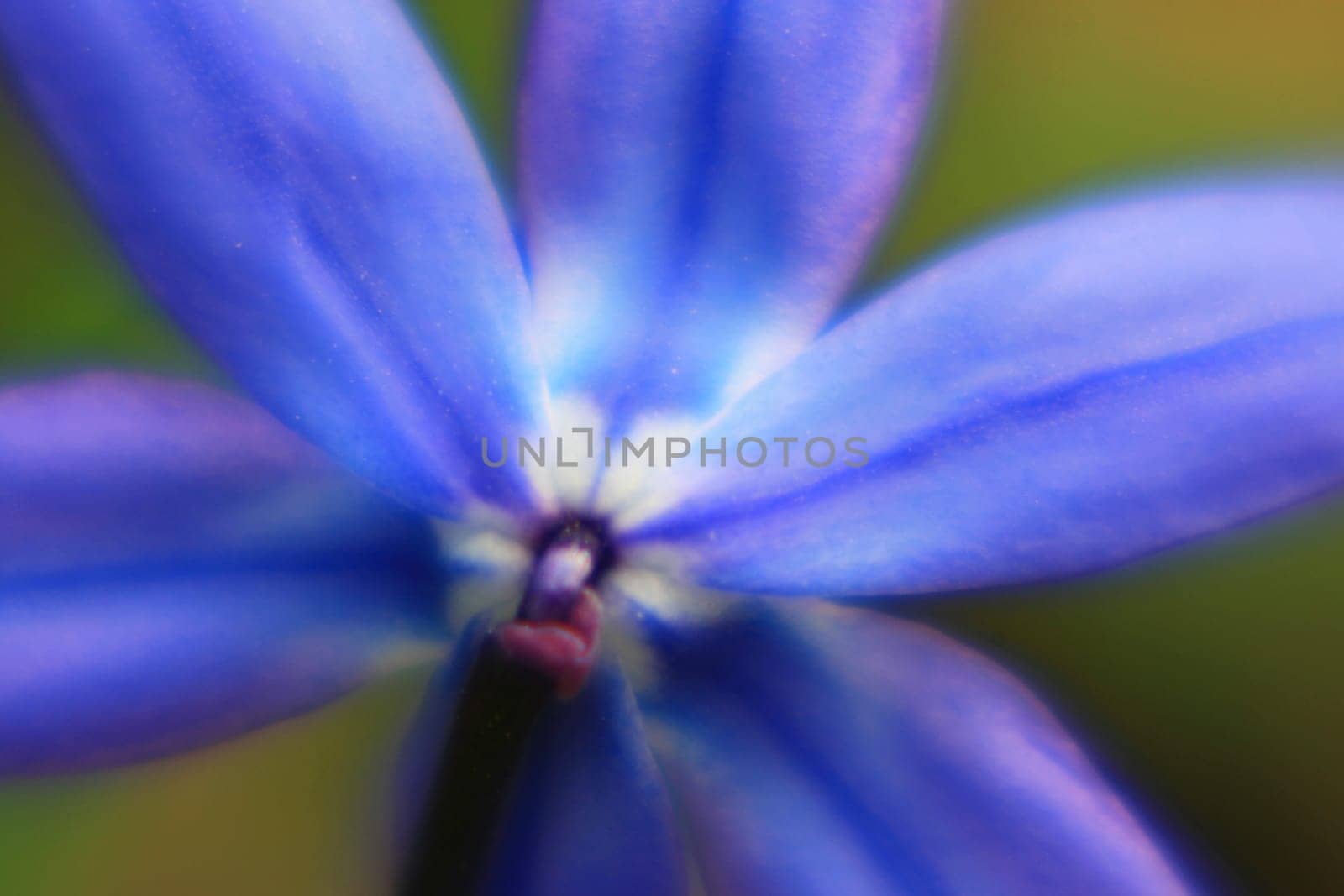 Blue Star