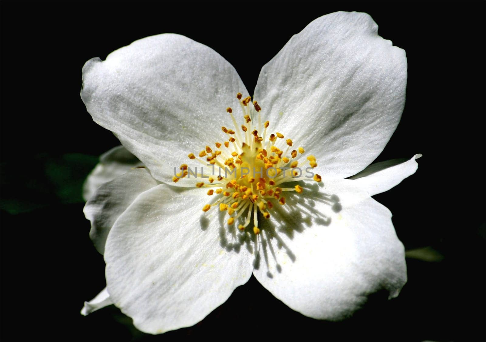 Jasmine