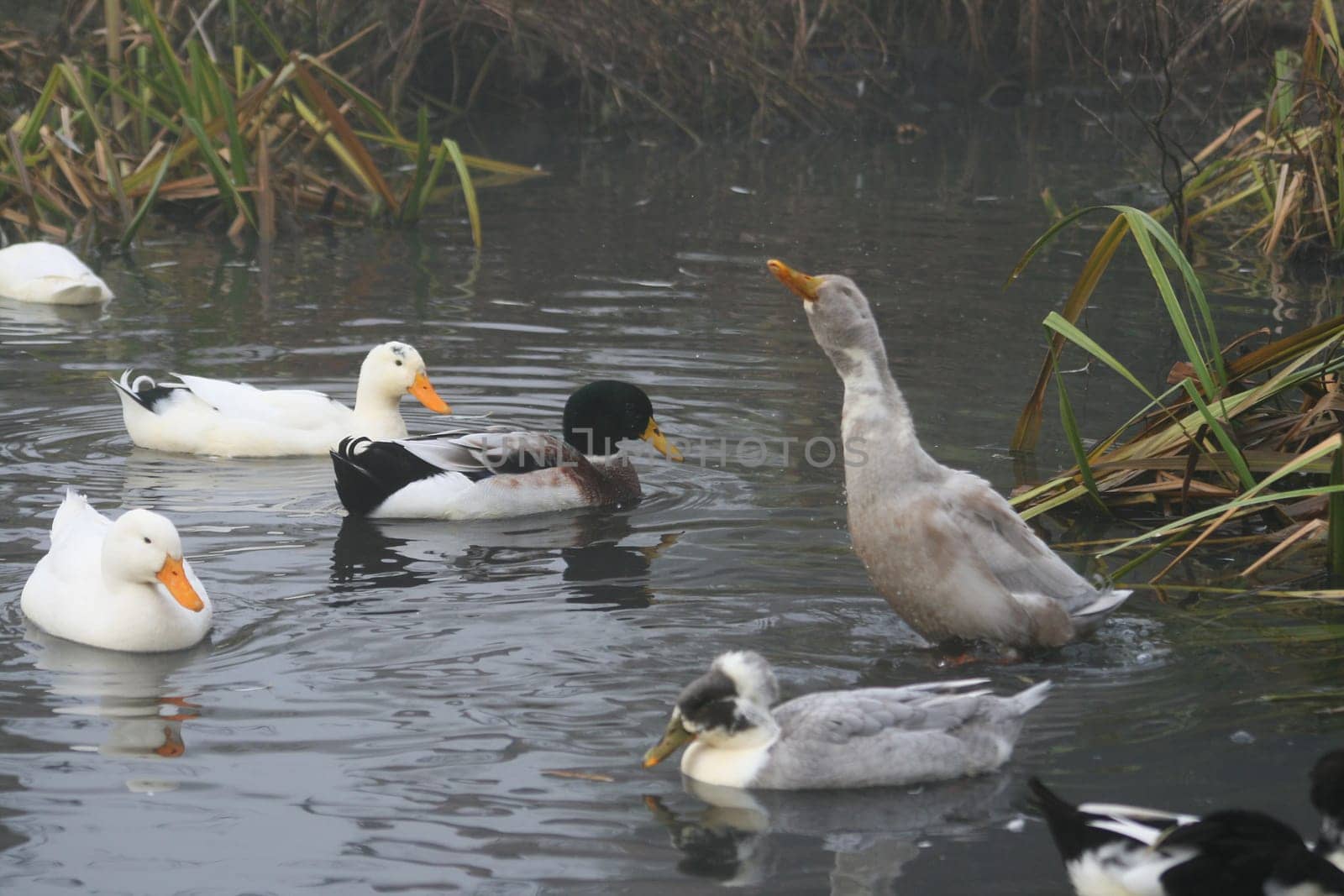 Ducks in the water