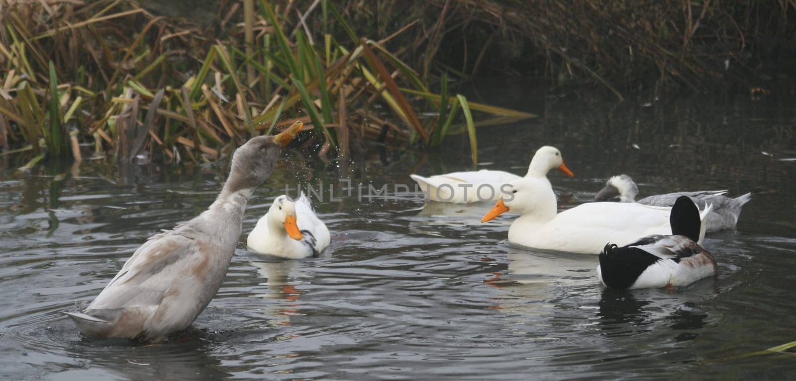Ducks in the water