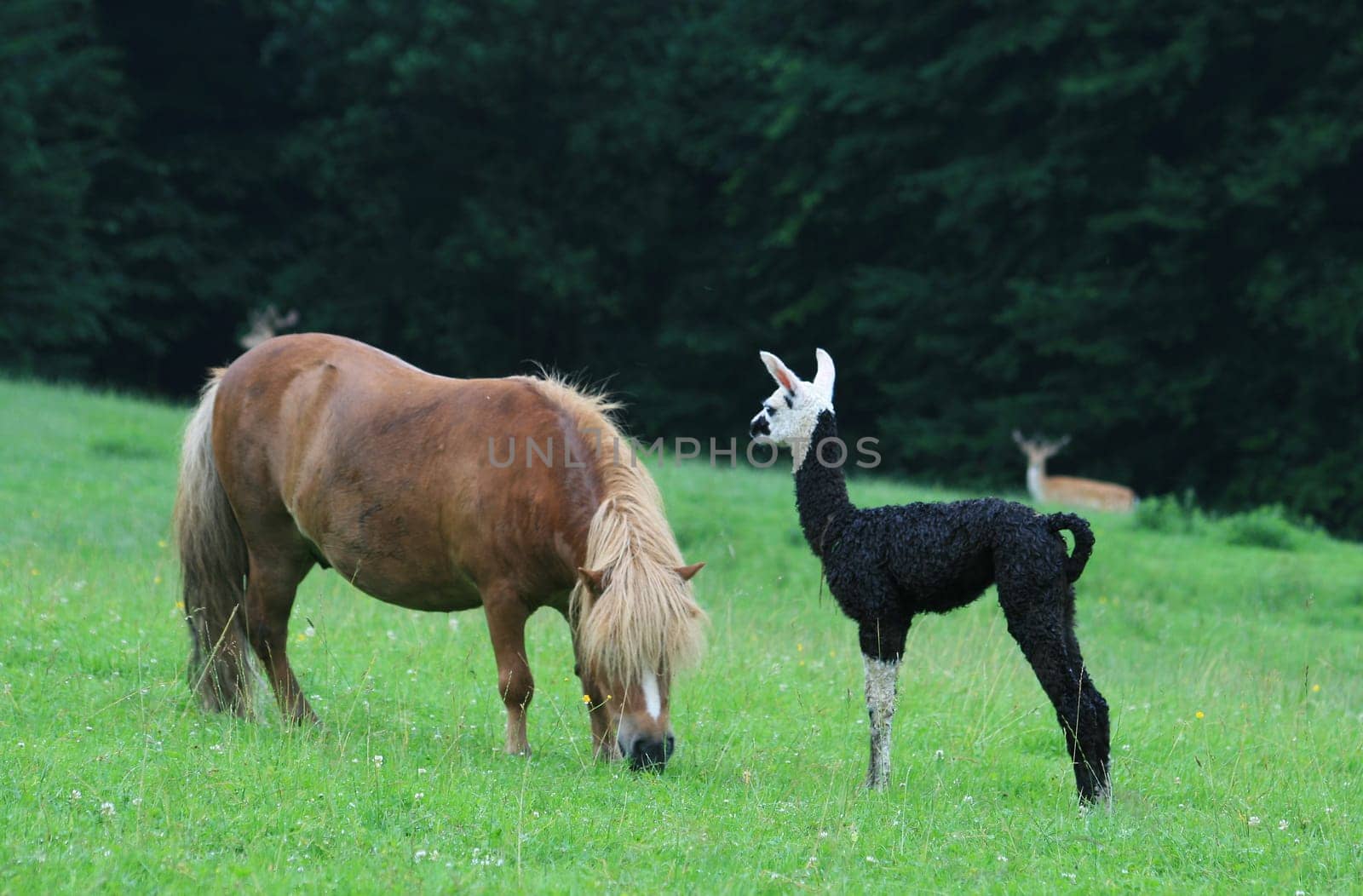 Llama baby with pony