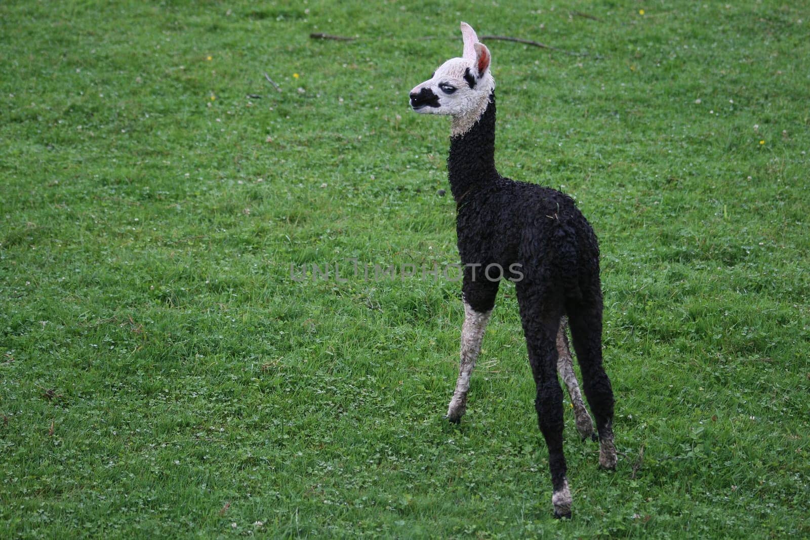 Llama baby
