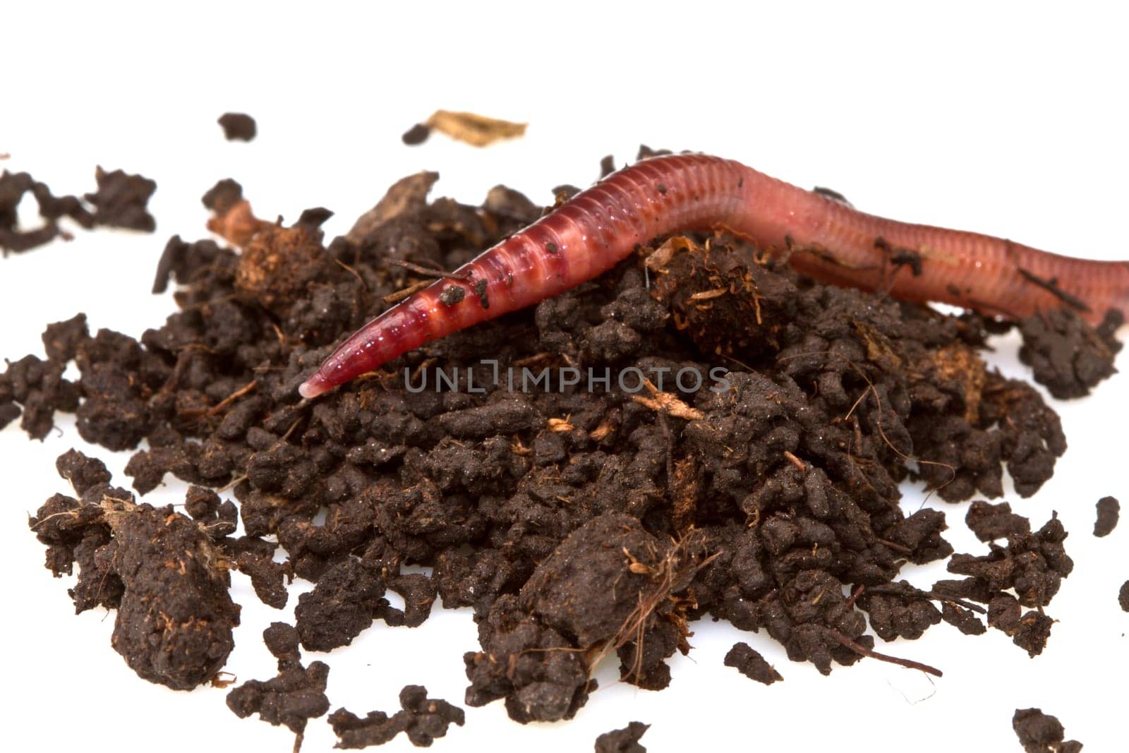 a macro shot of a earthworm