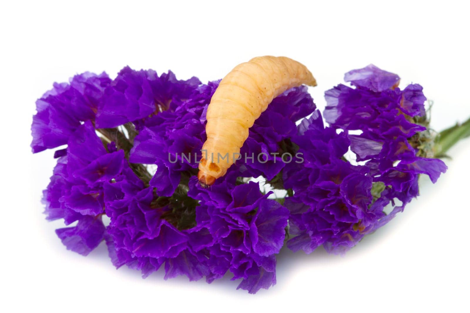 a macro shot af a grub