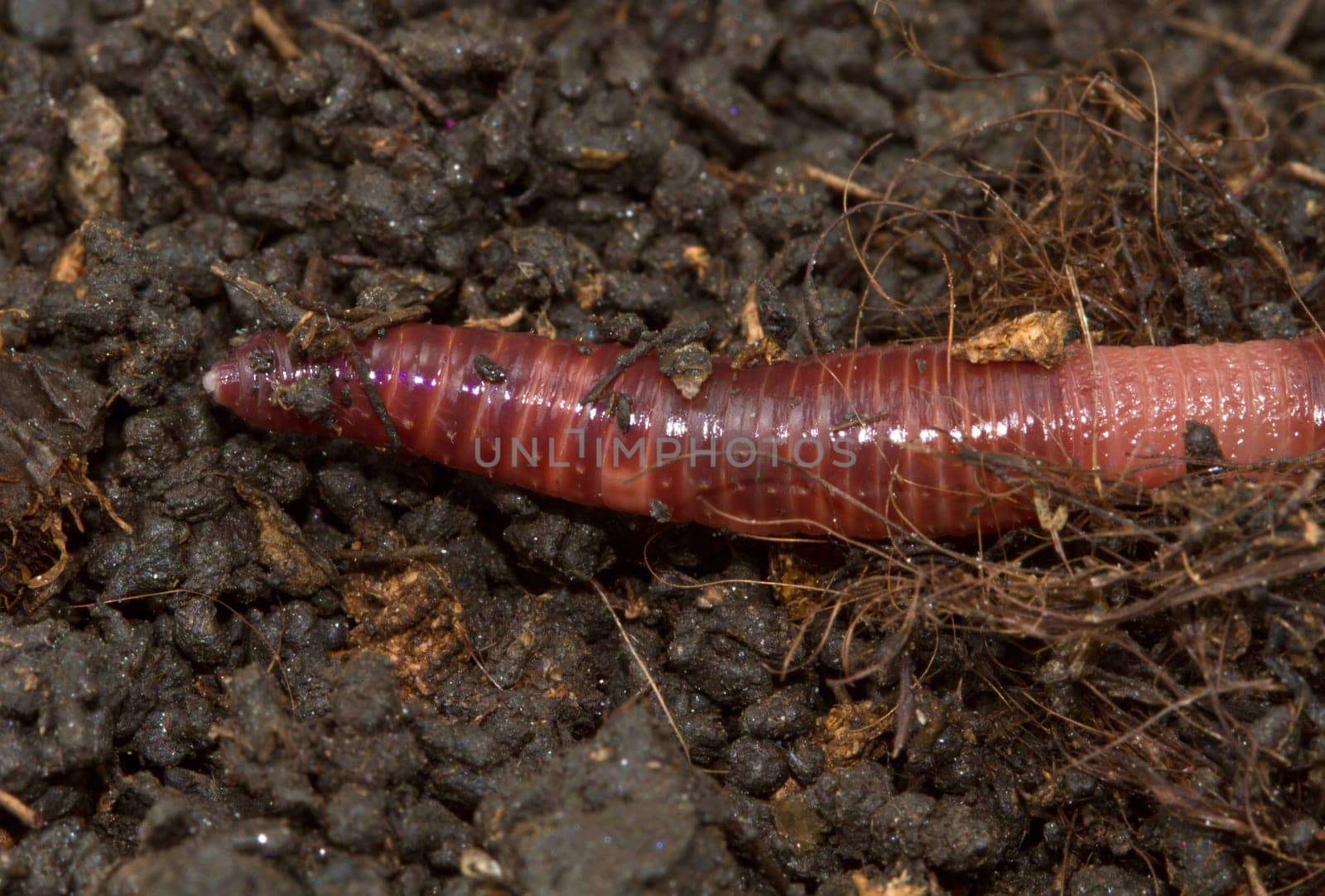 a macro shot of a earthworm