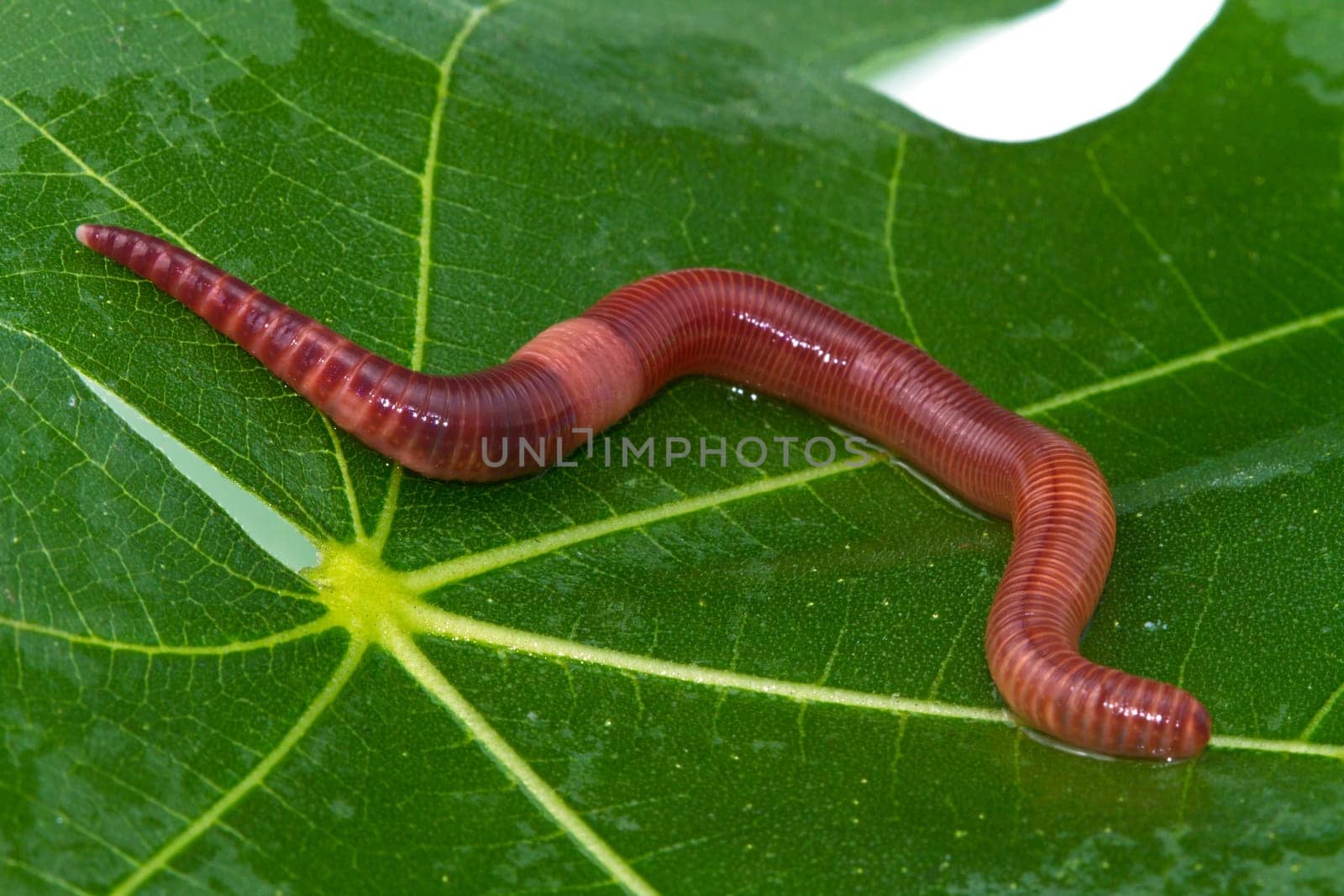 a macro shot of a earthworm