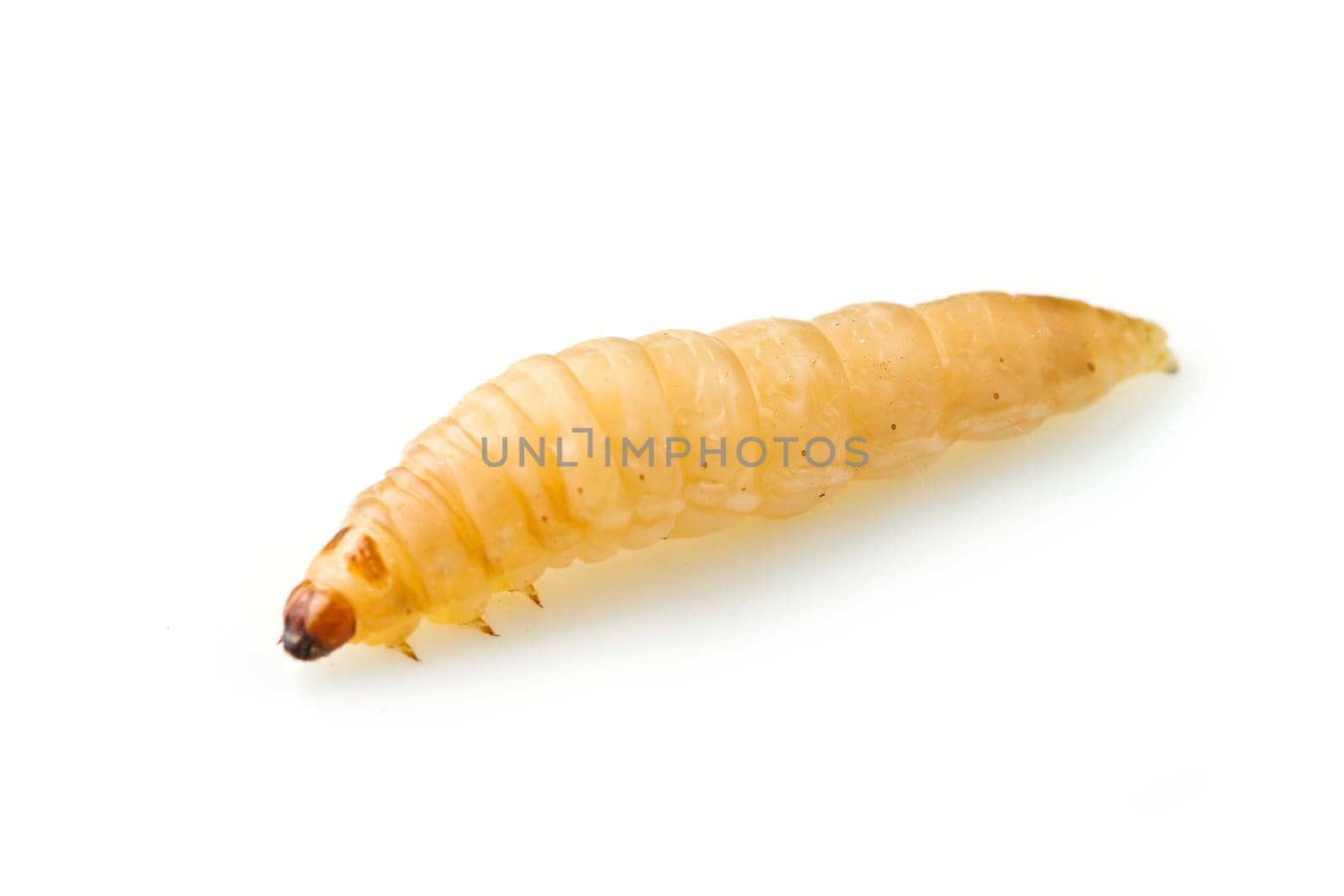 a macro shot af a grub