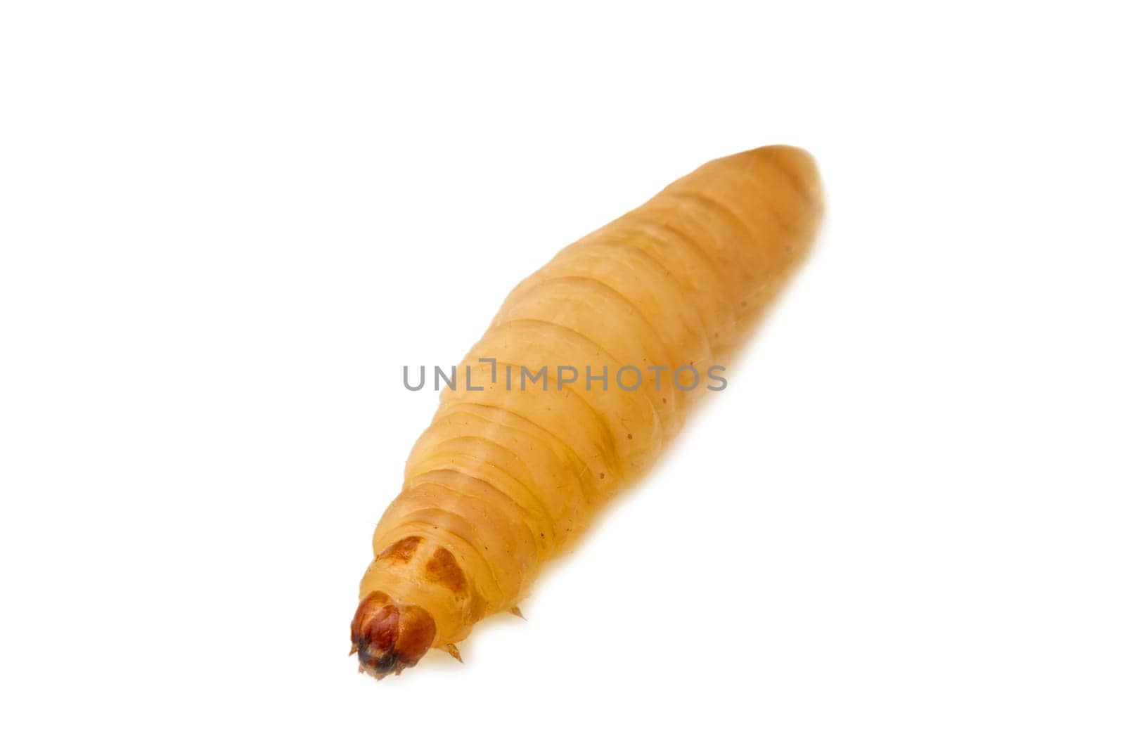 a macro shot af a grub
