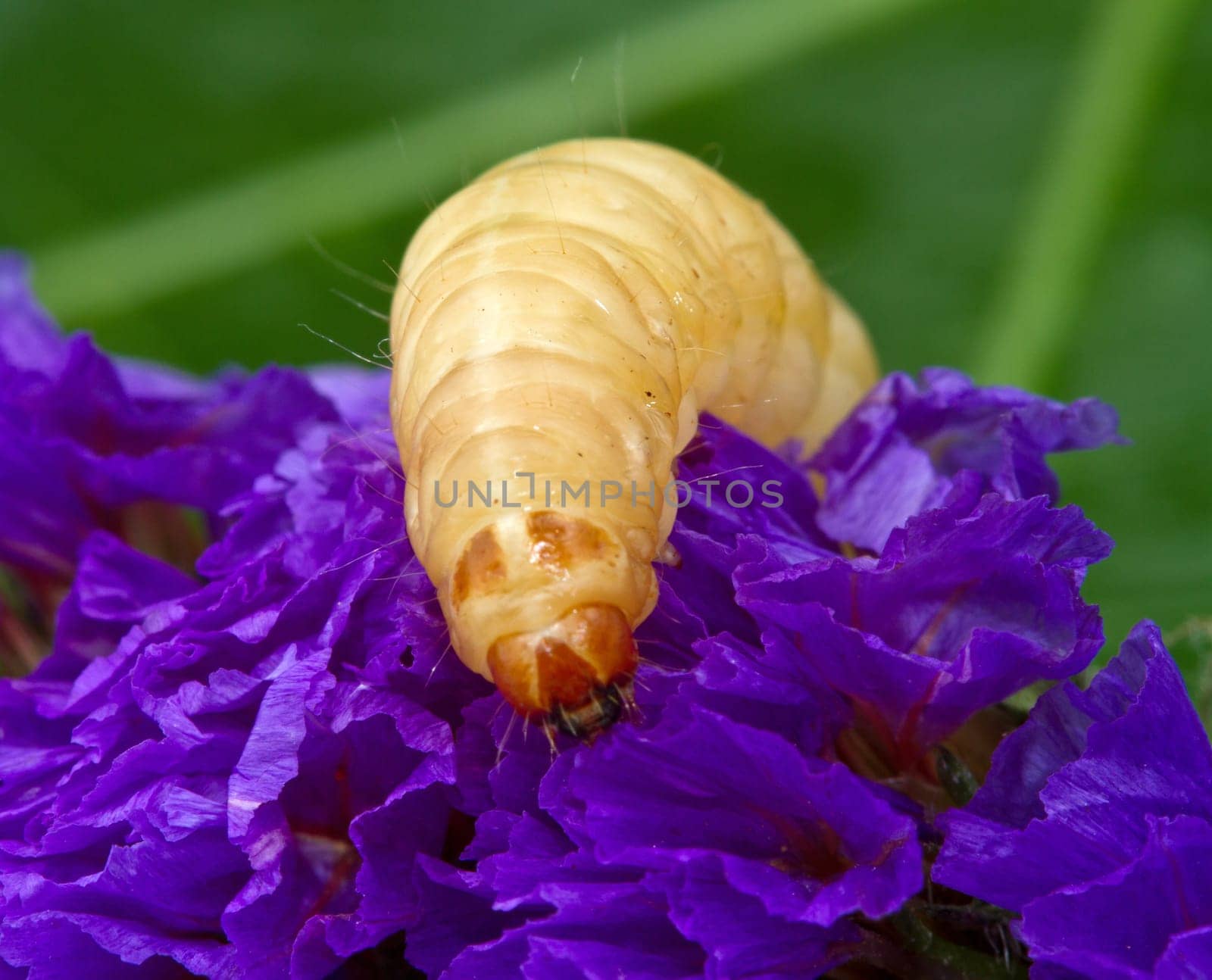 a macro shot af a grub